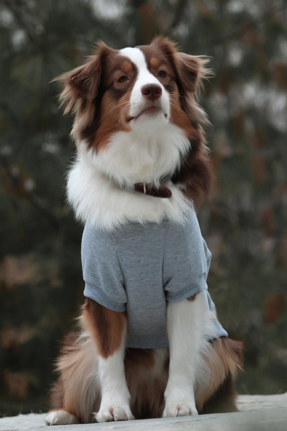 Asky&Erd Köpek Blessed  Signature Sweatshirt
