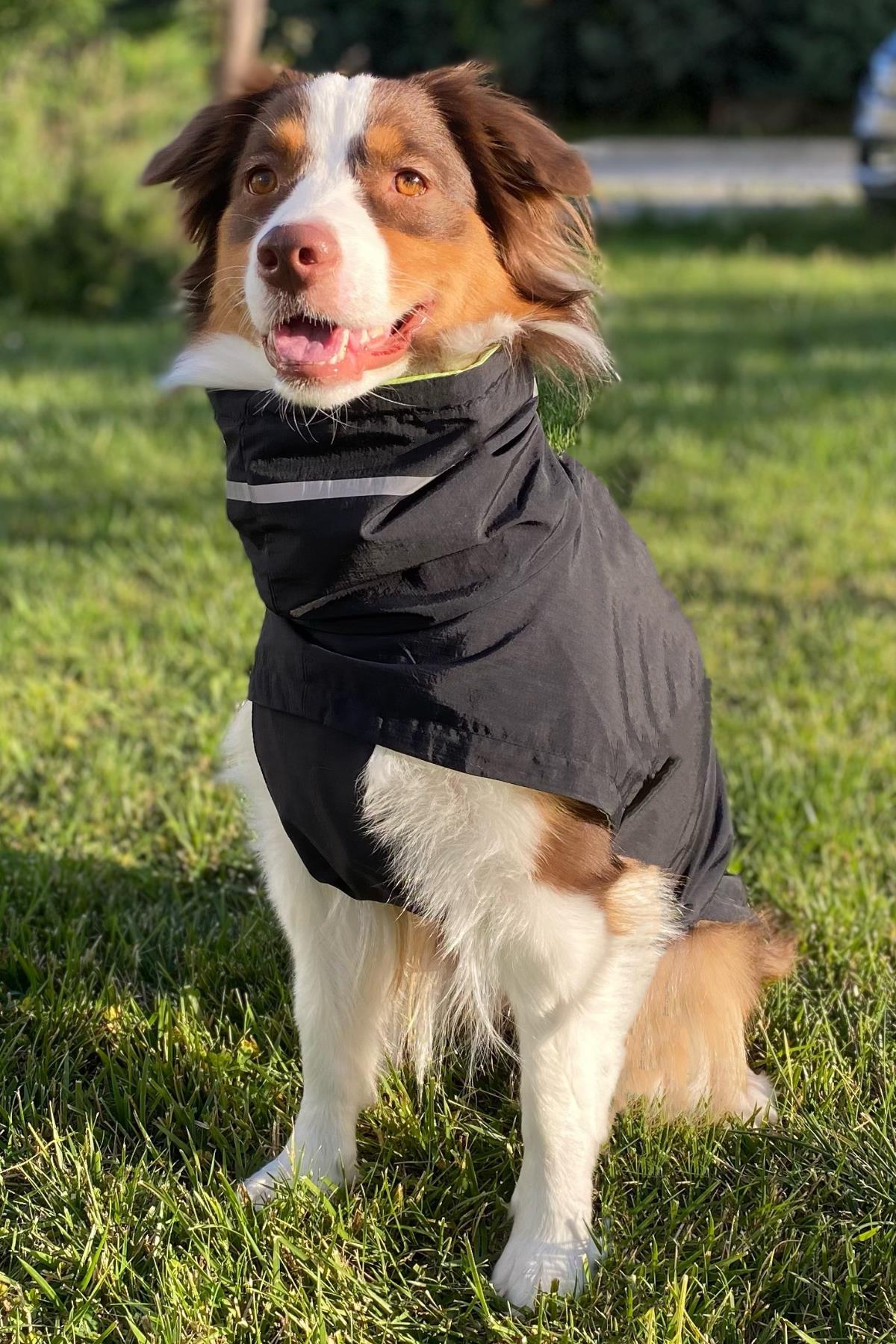 Asky&Erd Raincoat | Coal Köpek Yağmurluğu