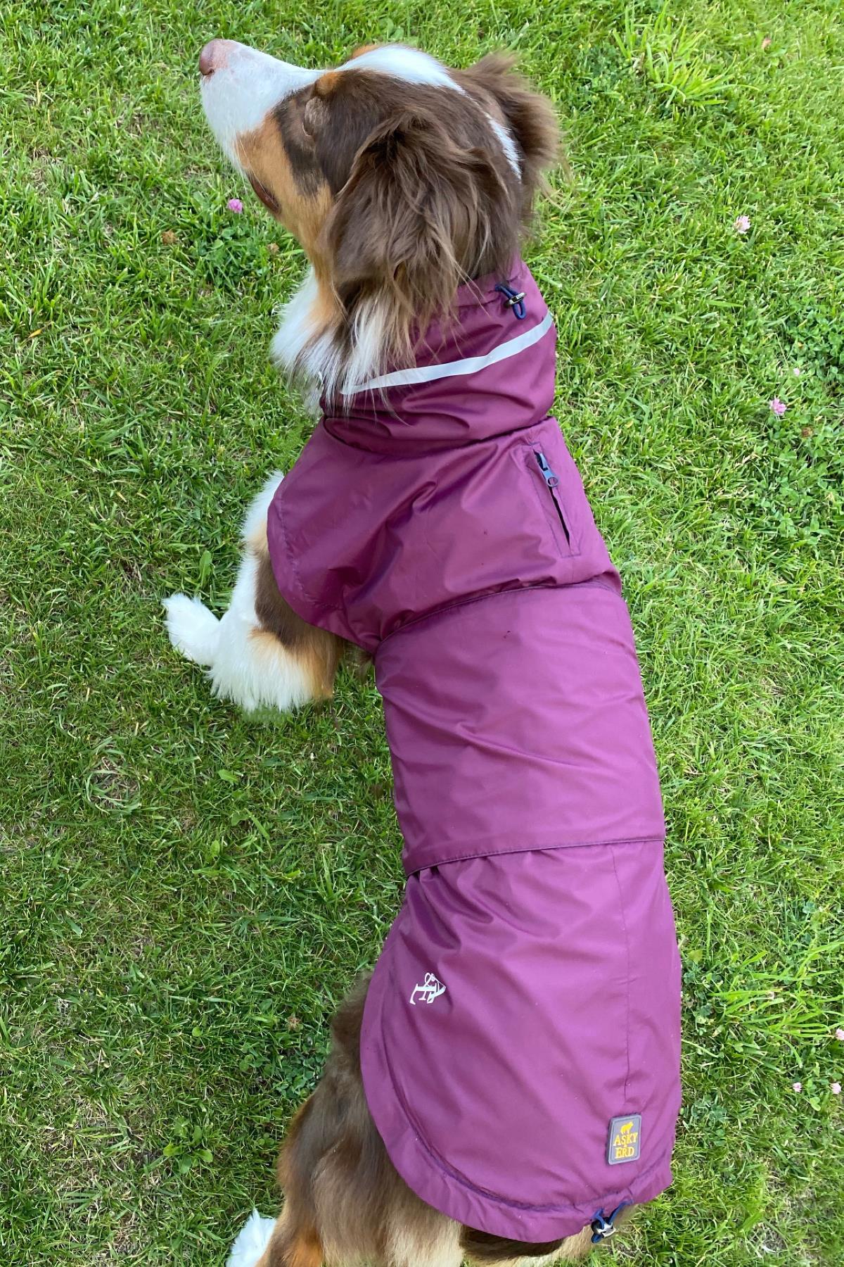 Asky&Erd Raincoat | Merlot Köpek Yağmurluğu