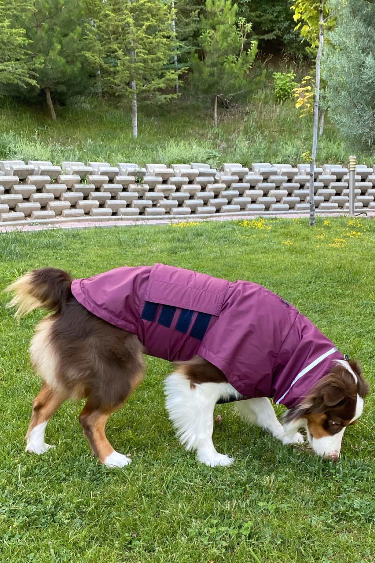 Asky&Erd Raincoat | Merlot Köpek Yağmurluğu