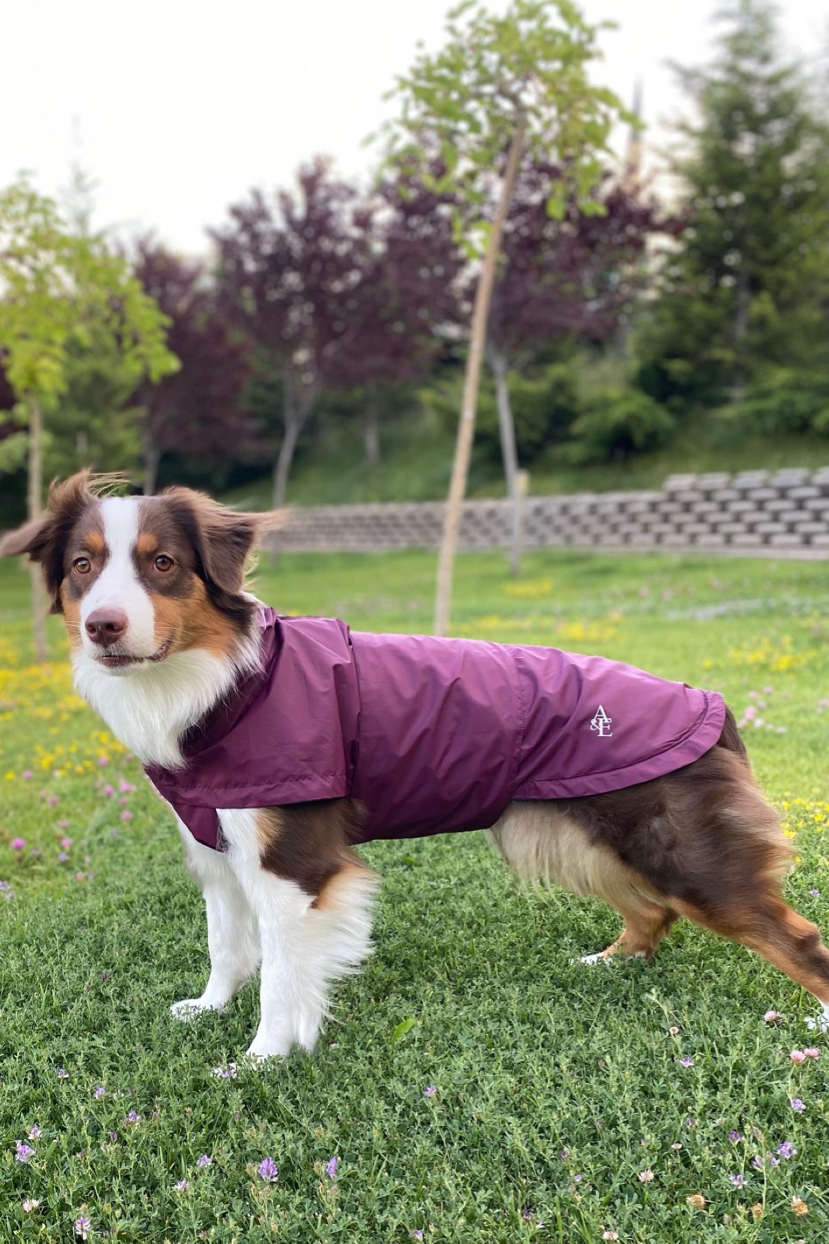 Asky&Erd Raincoat | Merlot Köpek Yağmurluğu