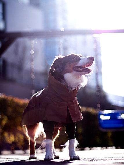 Asky&Erd Raincoat Trenchcoat | Cinnamon Köpek Yağmurluğu 