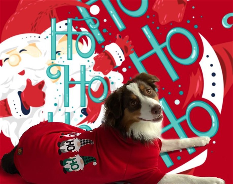 Asky&Erd Signature Köpek Sweatshirt - Ho Ho!! - Scarlet Red