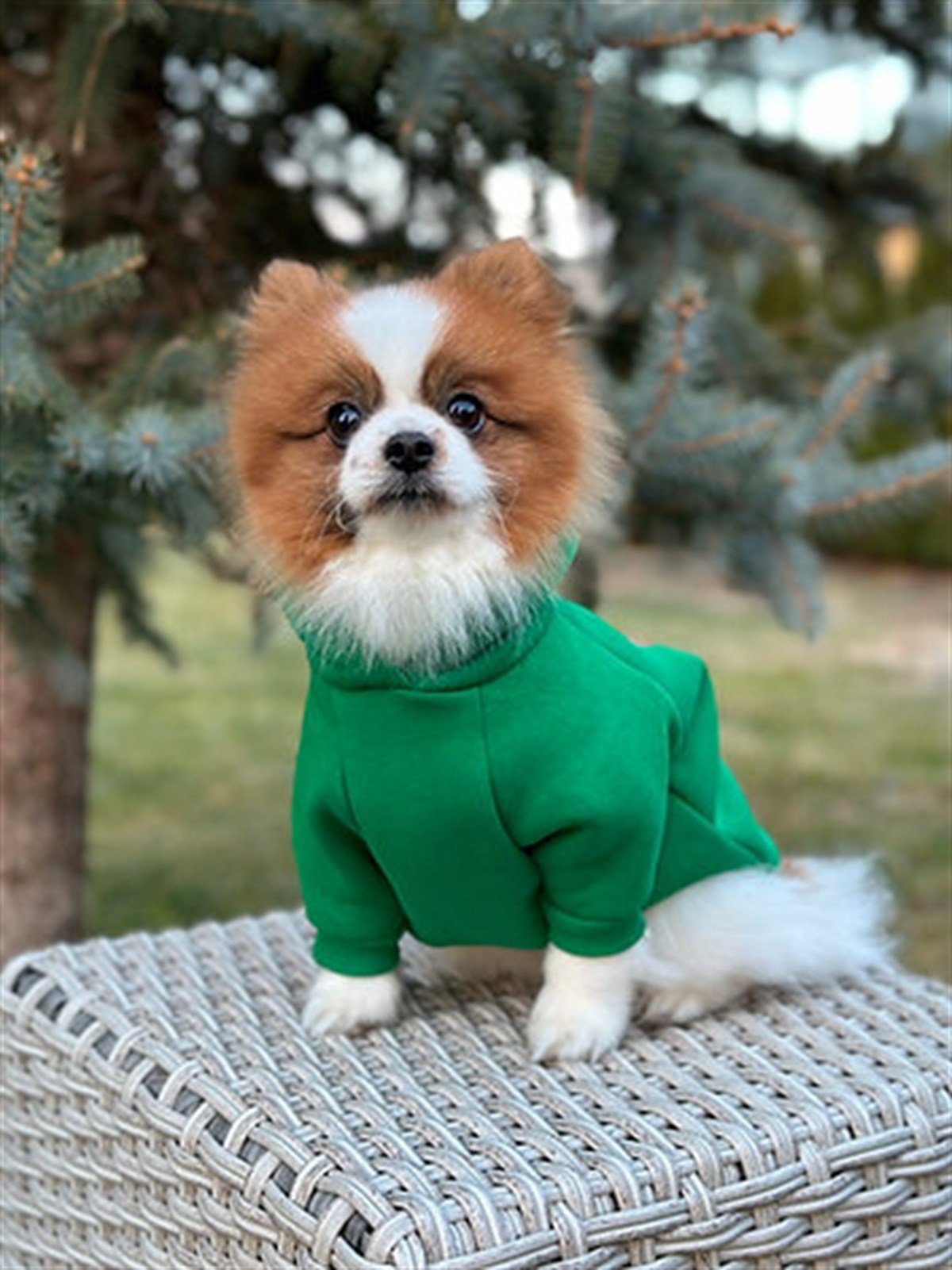 Asky&Erd Woofmas Collection | Woofmas