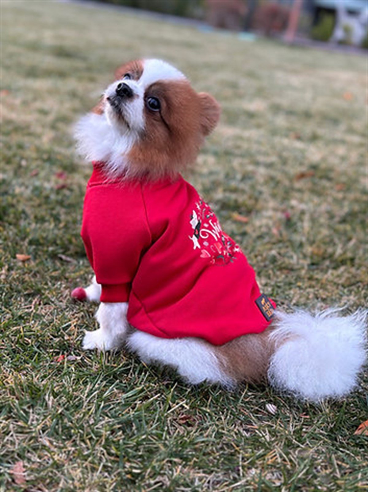 Asky&Erd Woofmas Collection | Woofmas Spirit