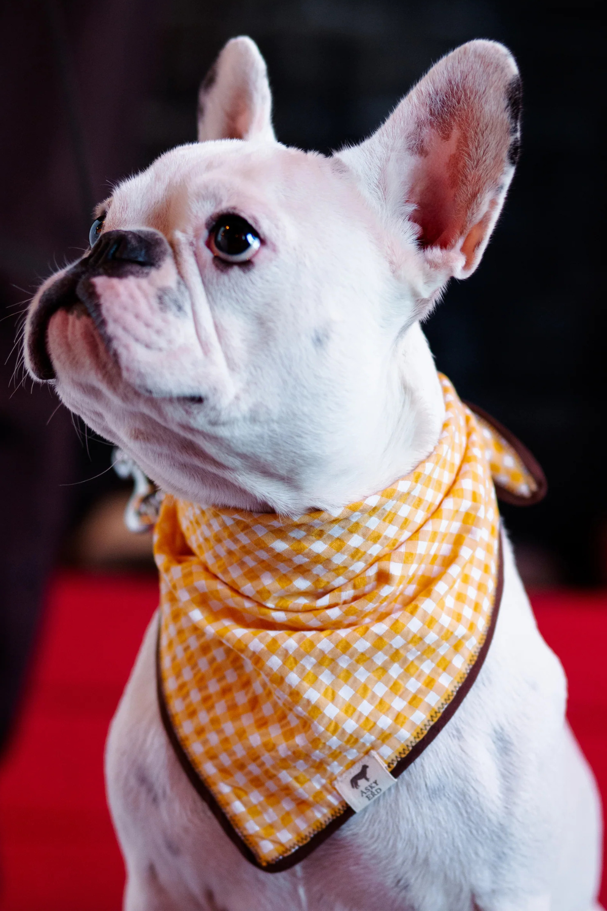 Asky&Erd Yellow Plaid