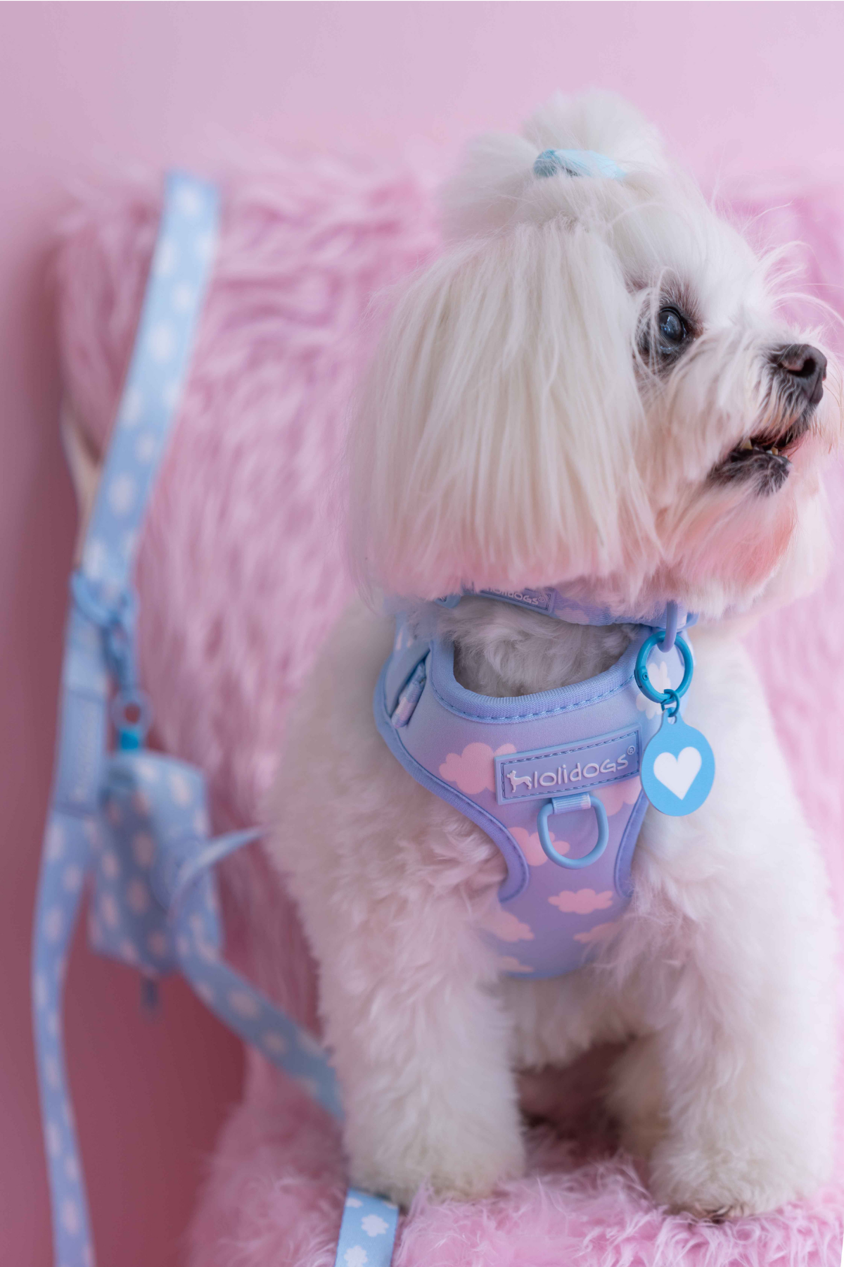 Lolidogs Köpek Göğüs Tasması ve Kayış Seti | Cloud