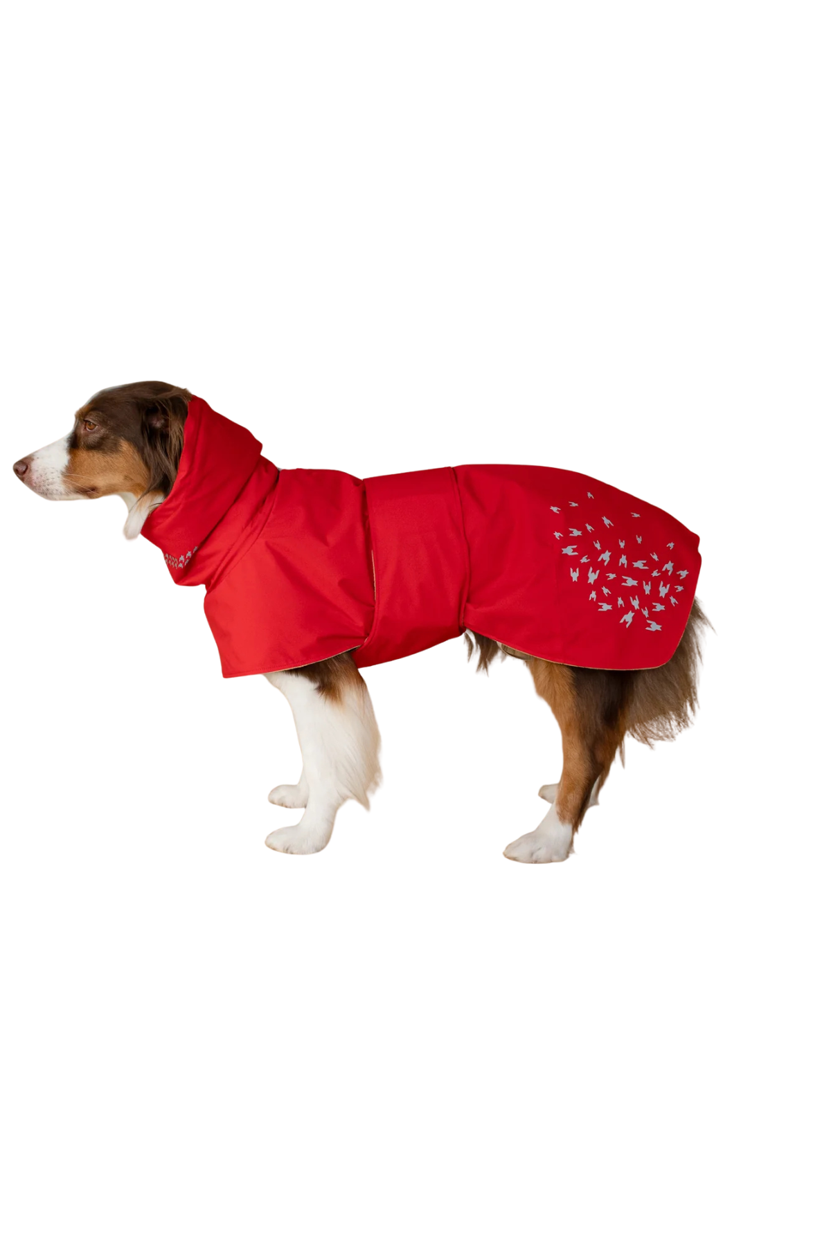 Asky&Erd Seattle StormGuard Scarlet Sand Köpek Mont