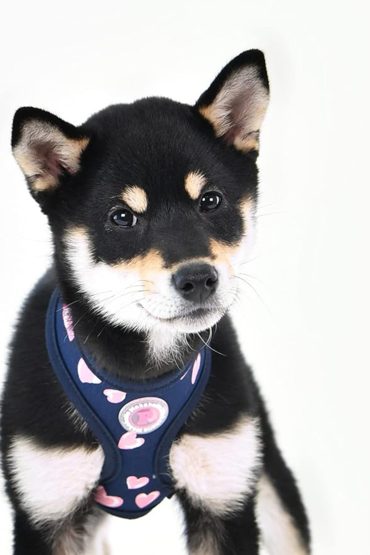 Pinkaholic New York Loveday Harness A Göğüs Tasması Lacivert