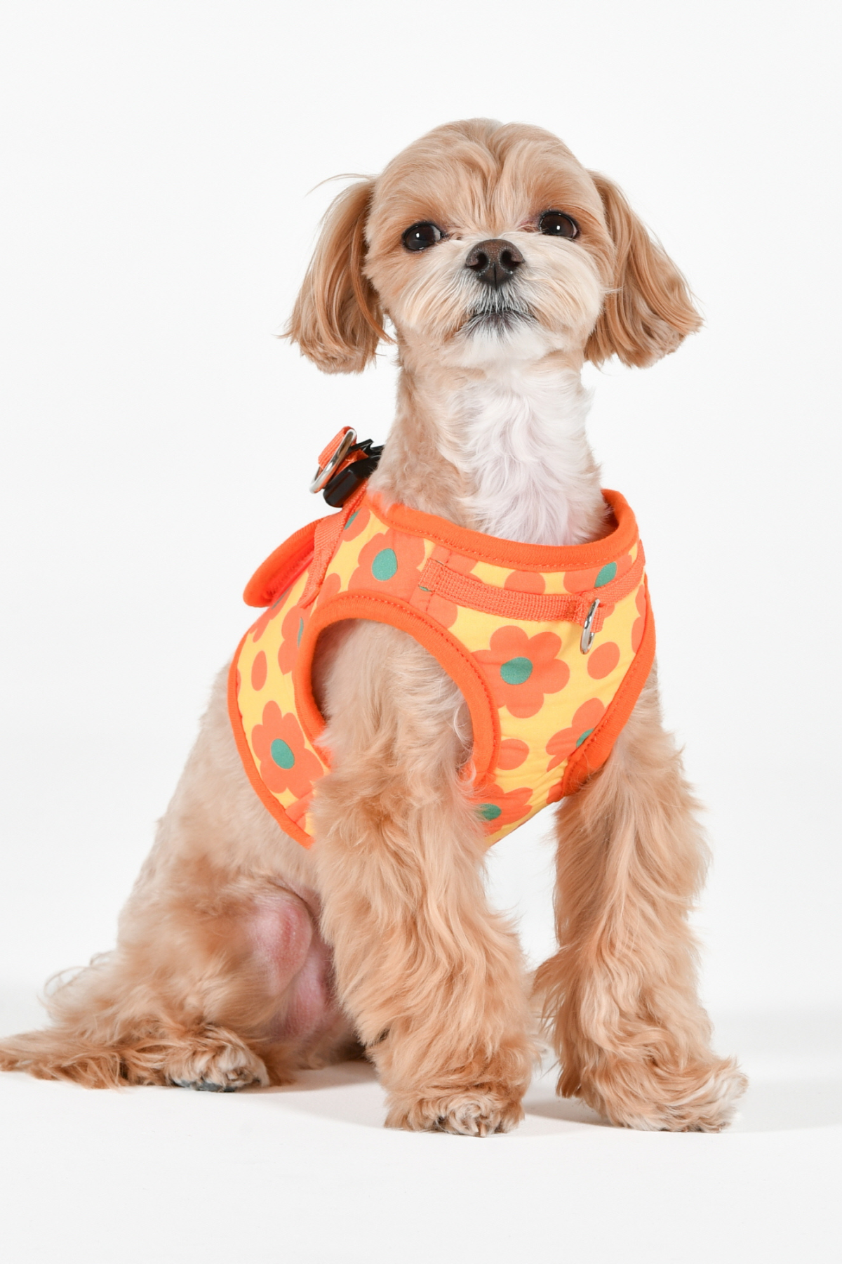 Bacopas Harness B Köpek Göğüs Tasması Turuncu  