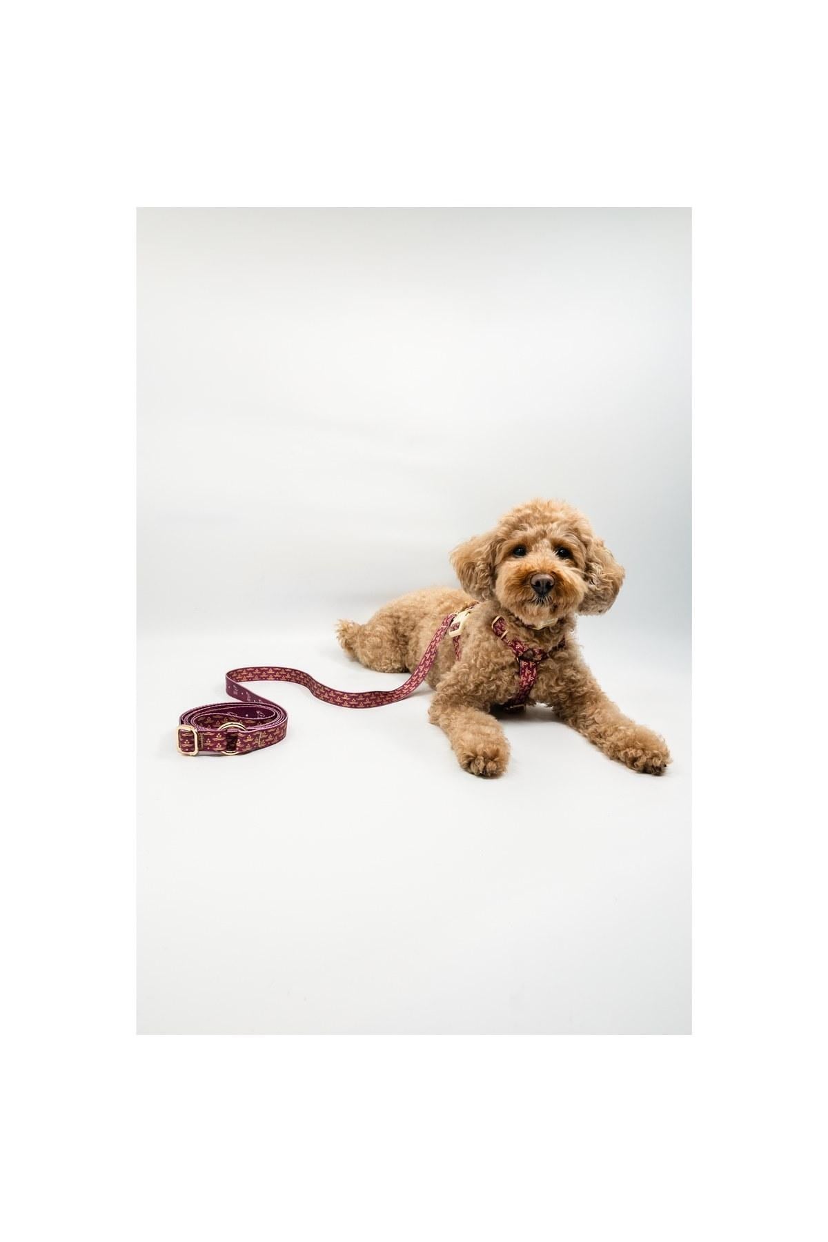 Lupinus Atelier Flexus Cerasus x Chintamani Köpek Gezdirme Kayışı