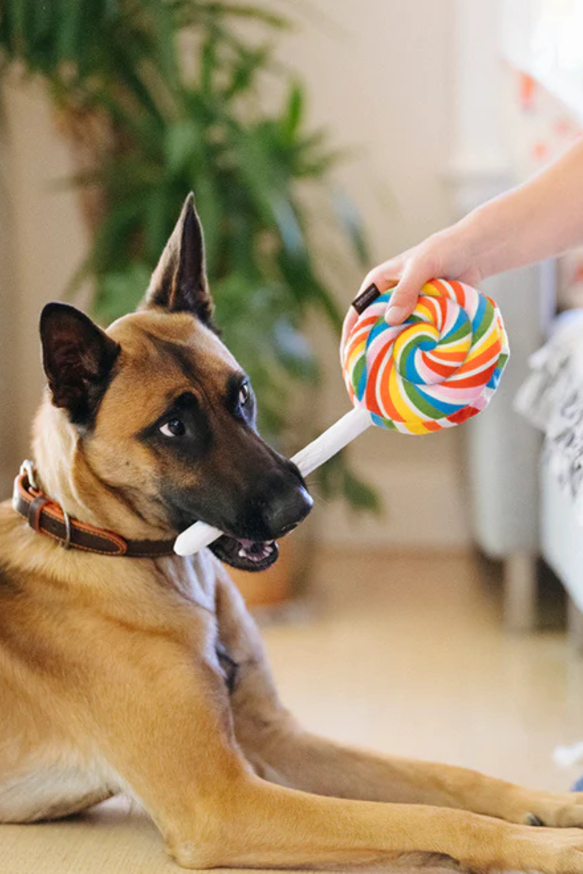 Play San Francisco Lollipup Köpek Oyuncağı