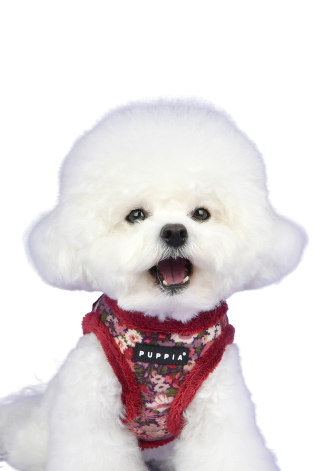 Puppia Gianni Şarap Kırmızısı Köpek Göğüs Tasması