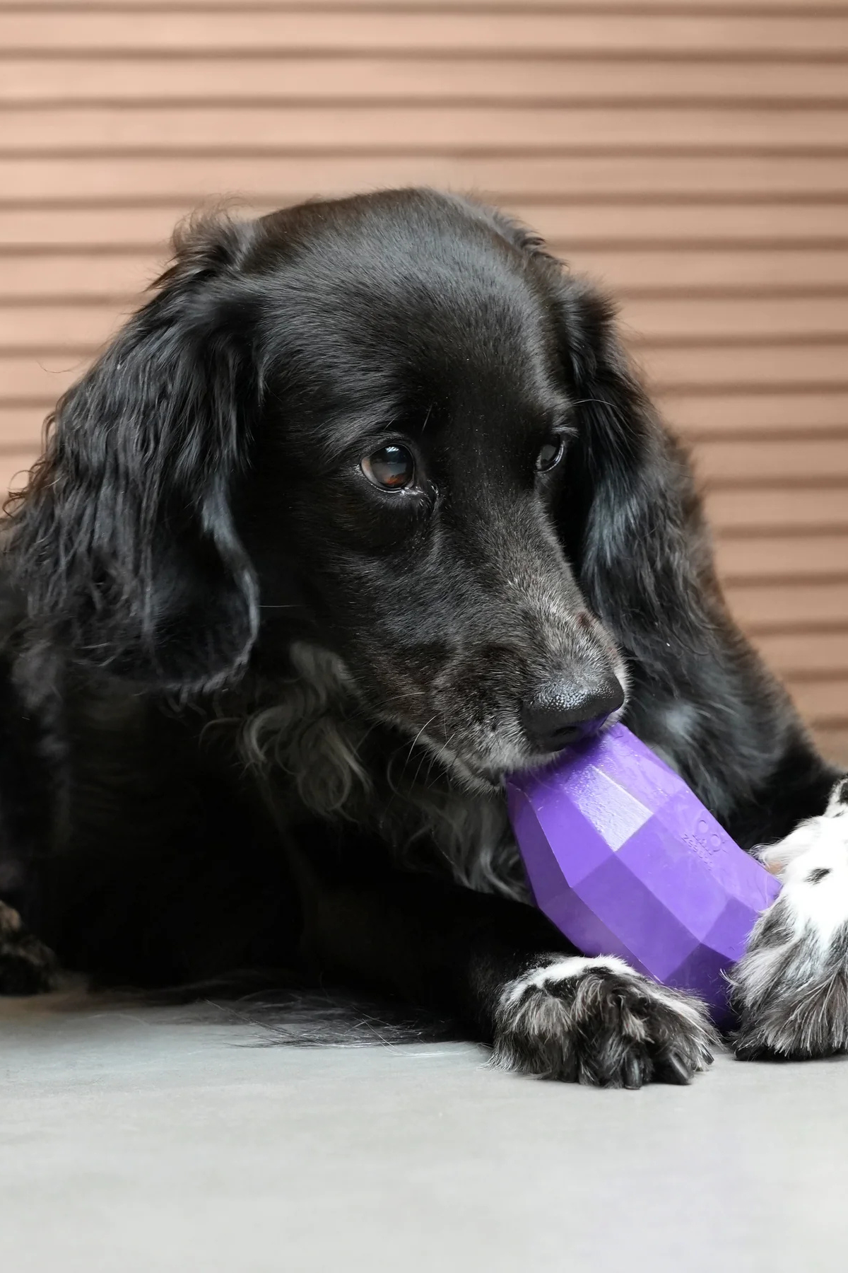 Zee.Dog | Super Veggıez Eggplant