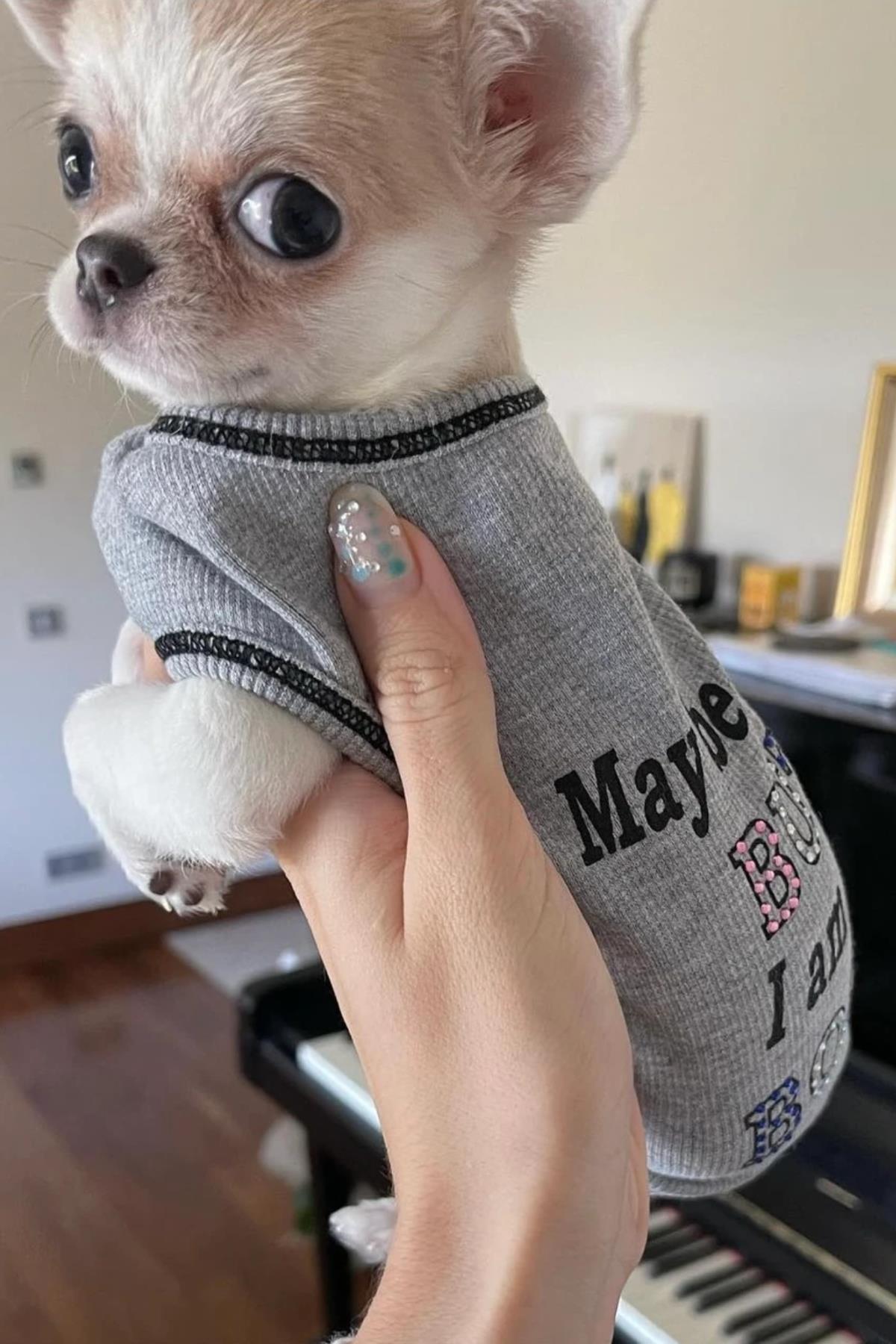 BCBC Boss Köpek T-Shirt