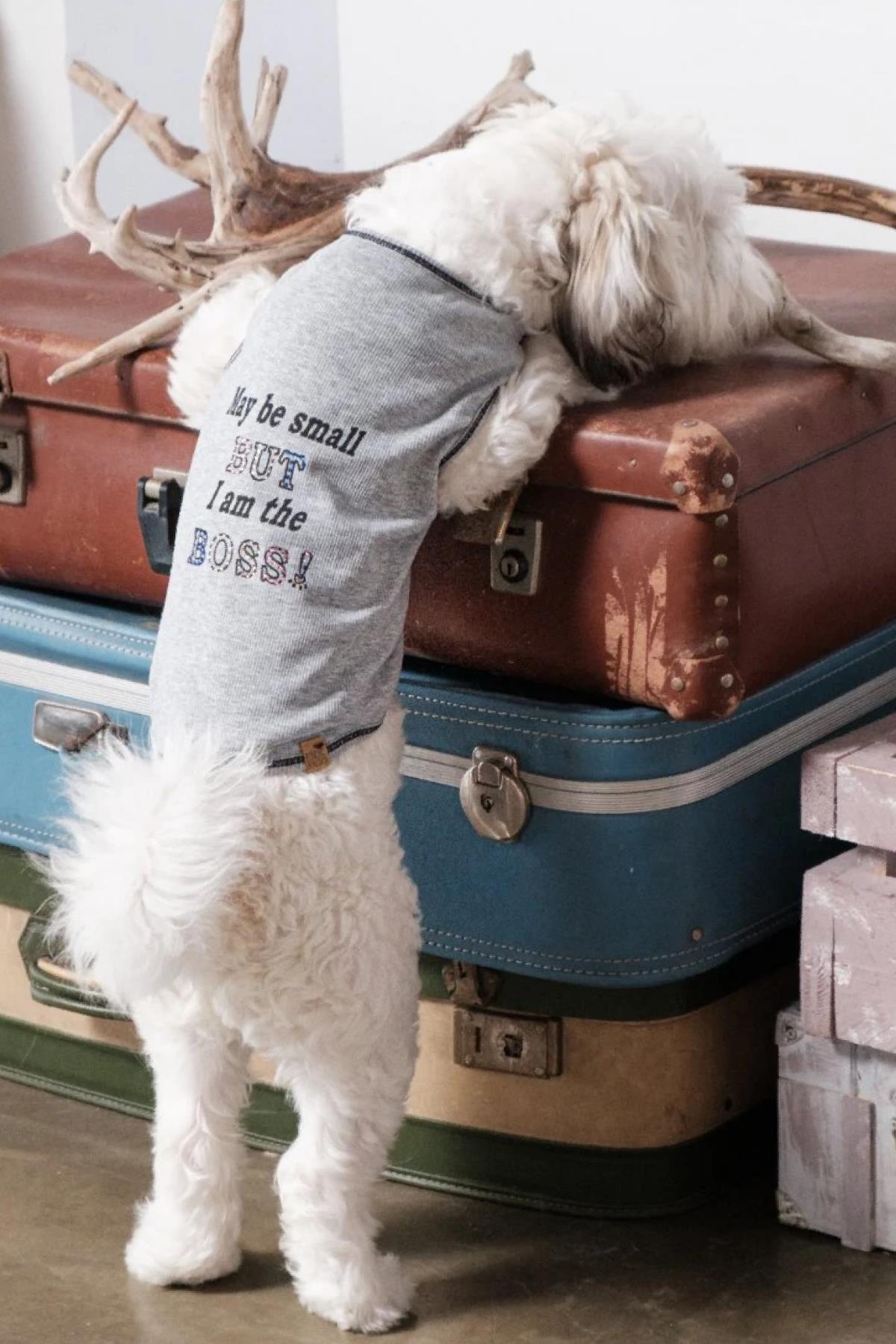 BCBC Boss Köpek T-Shirt