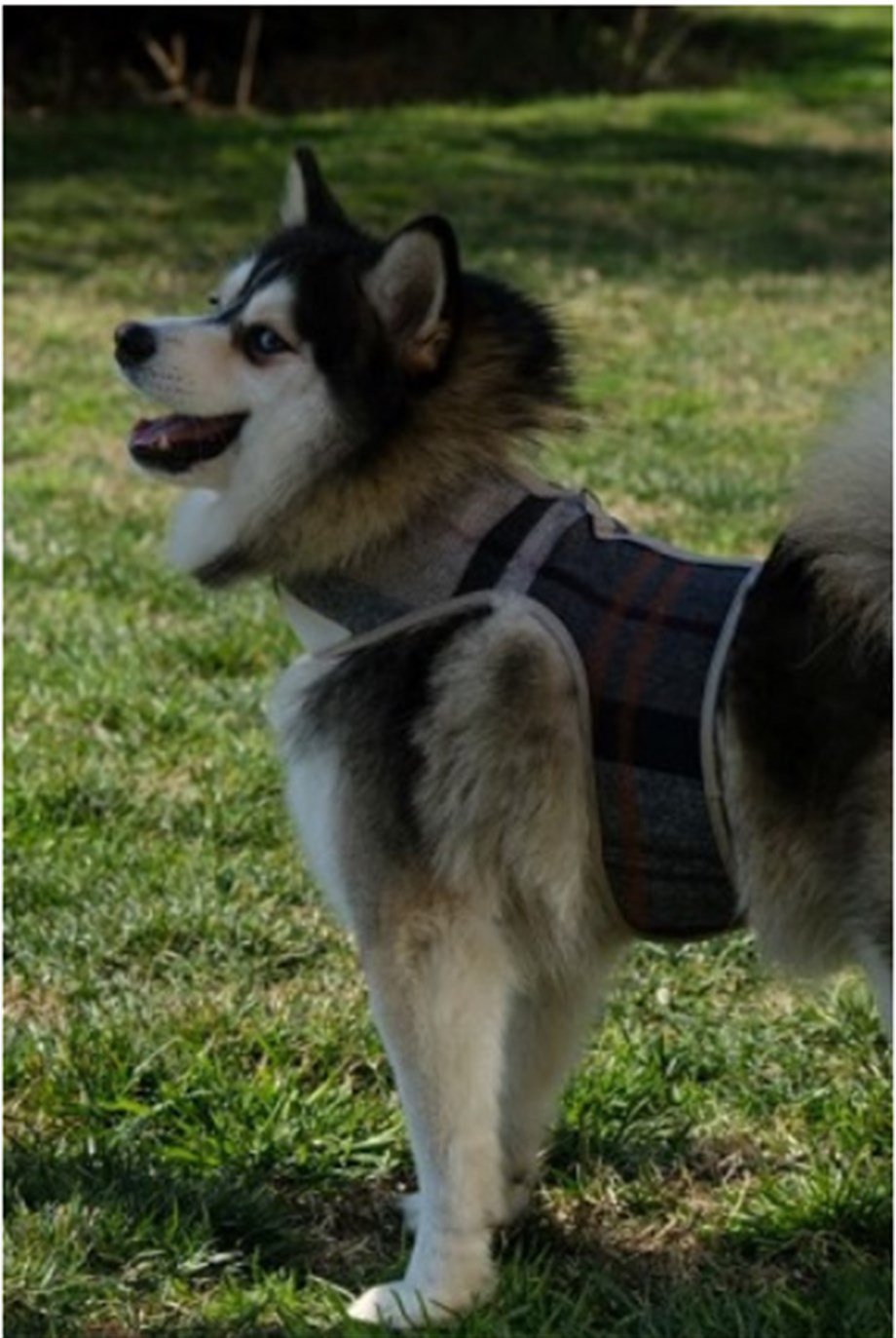 BCBC Fluffy Köpek Vest Harness Mavi