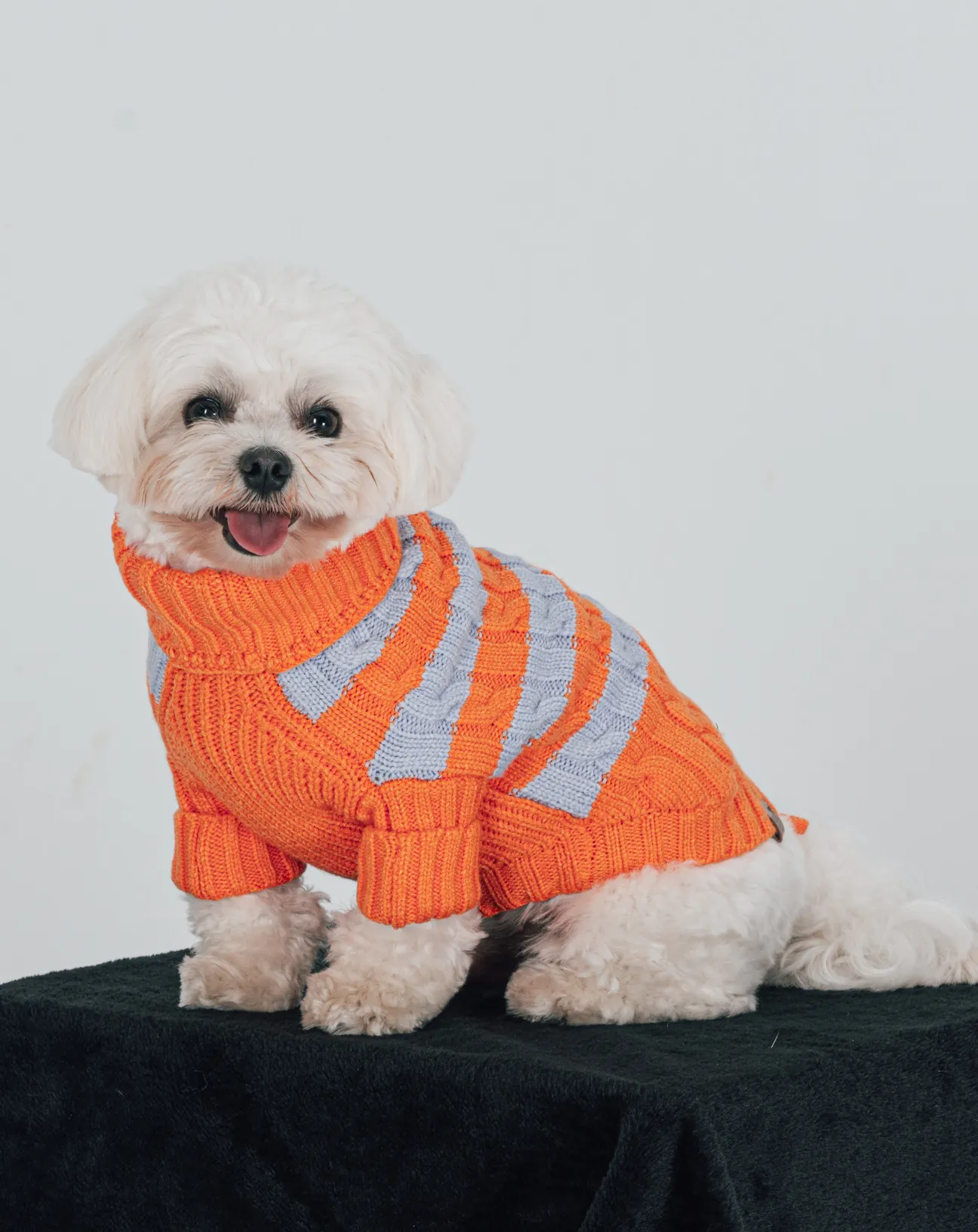 BCBC Liny Köpek Kazak