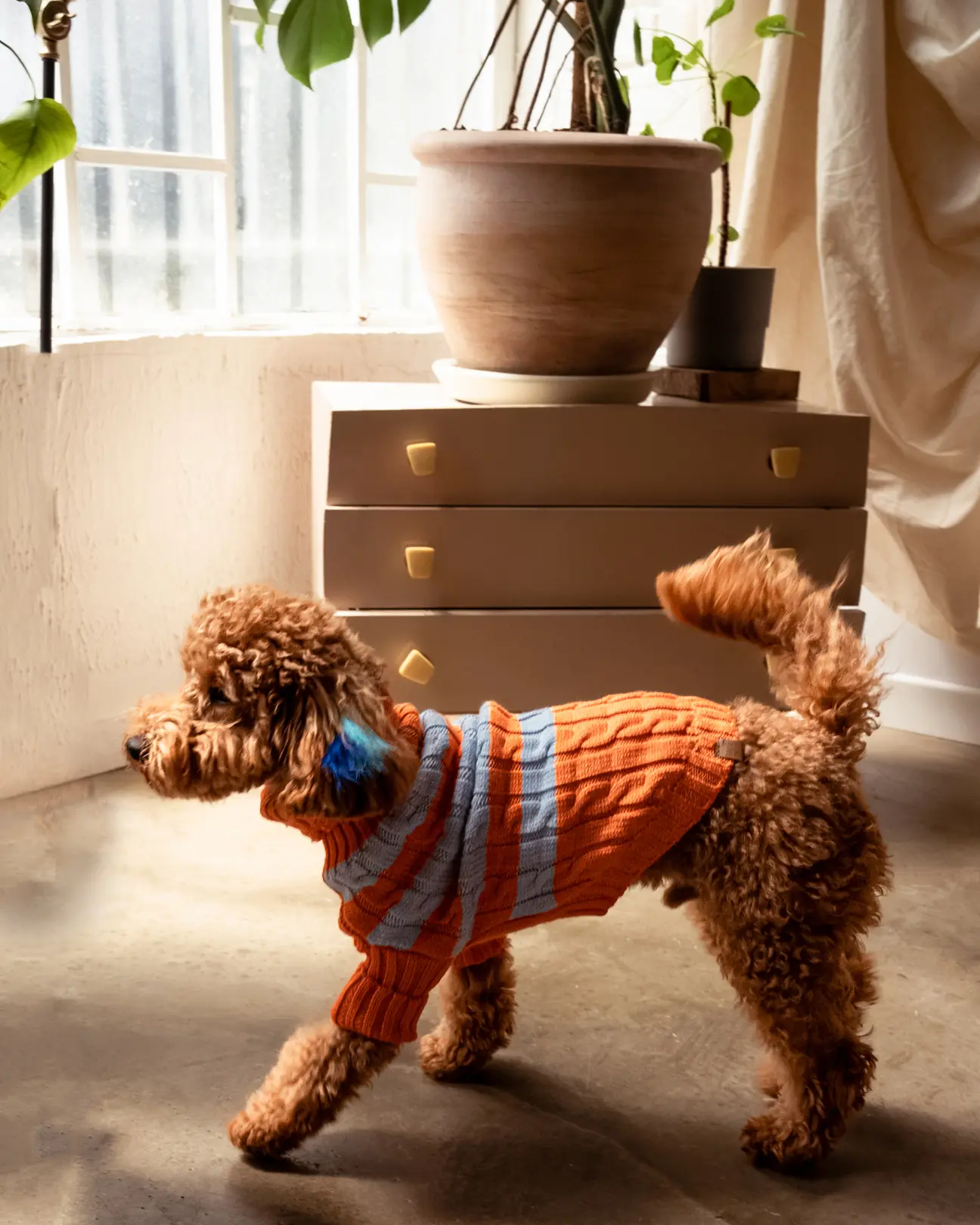 BCBC Liny Köpek Kazak