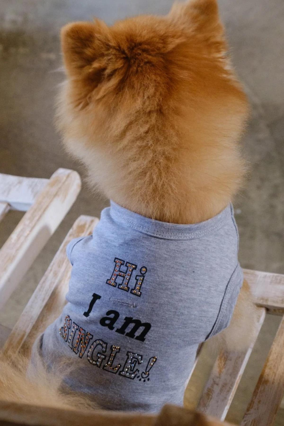 BCBC Single Köpek T-Shirt Gri