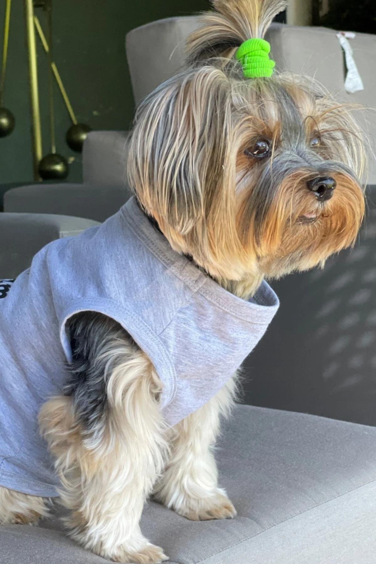 BCBC Single Köpek T-Shirt Gri