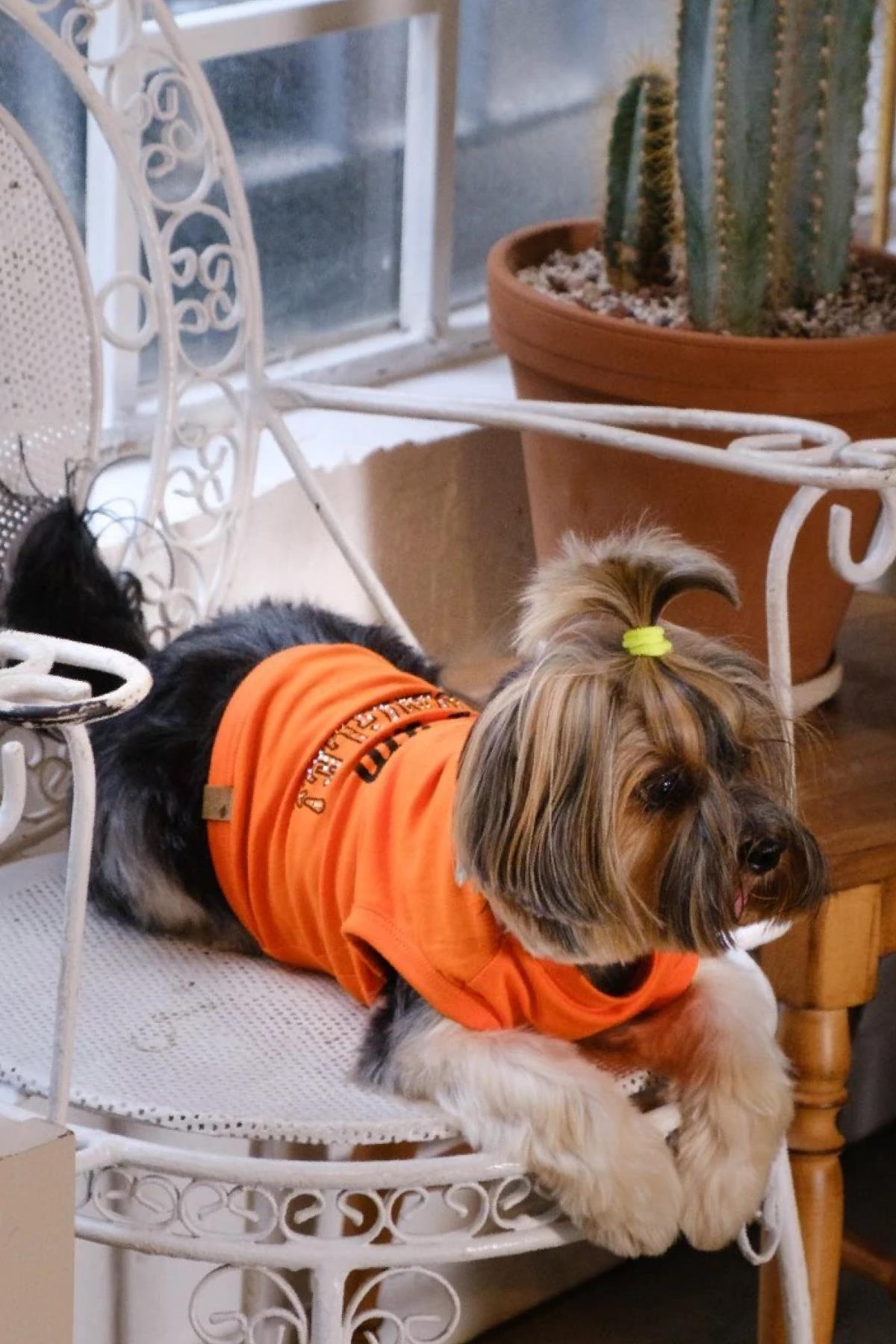 BCBC Single Köpek T-Shirt Turuncu