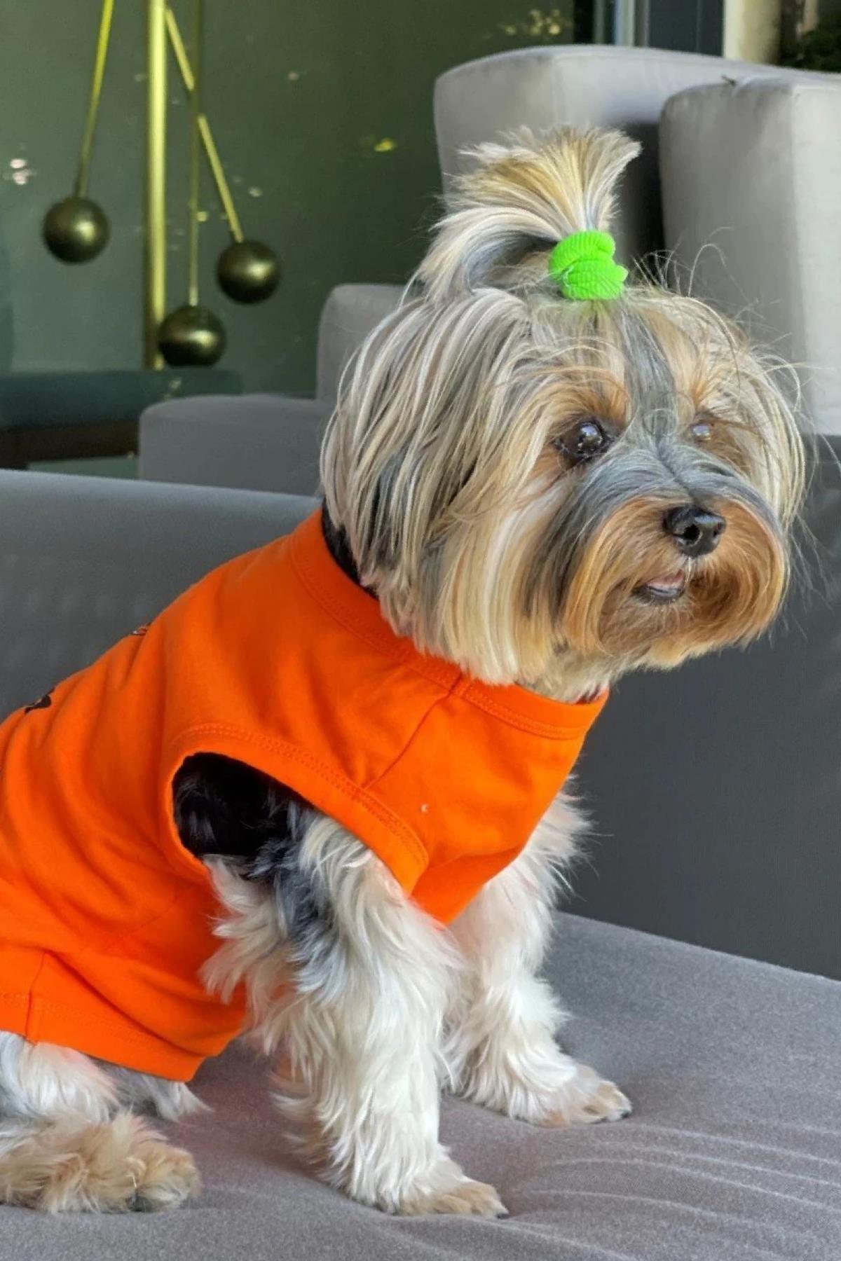 BCBC Single Köpek T-Shirt Turuncu