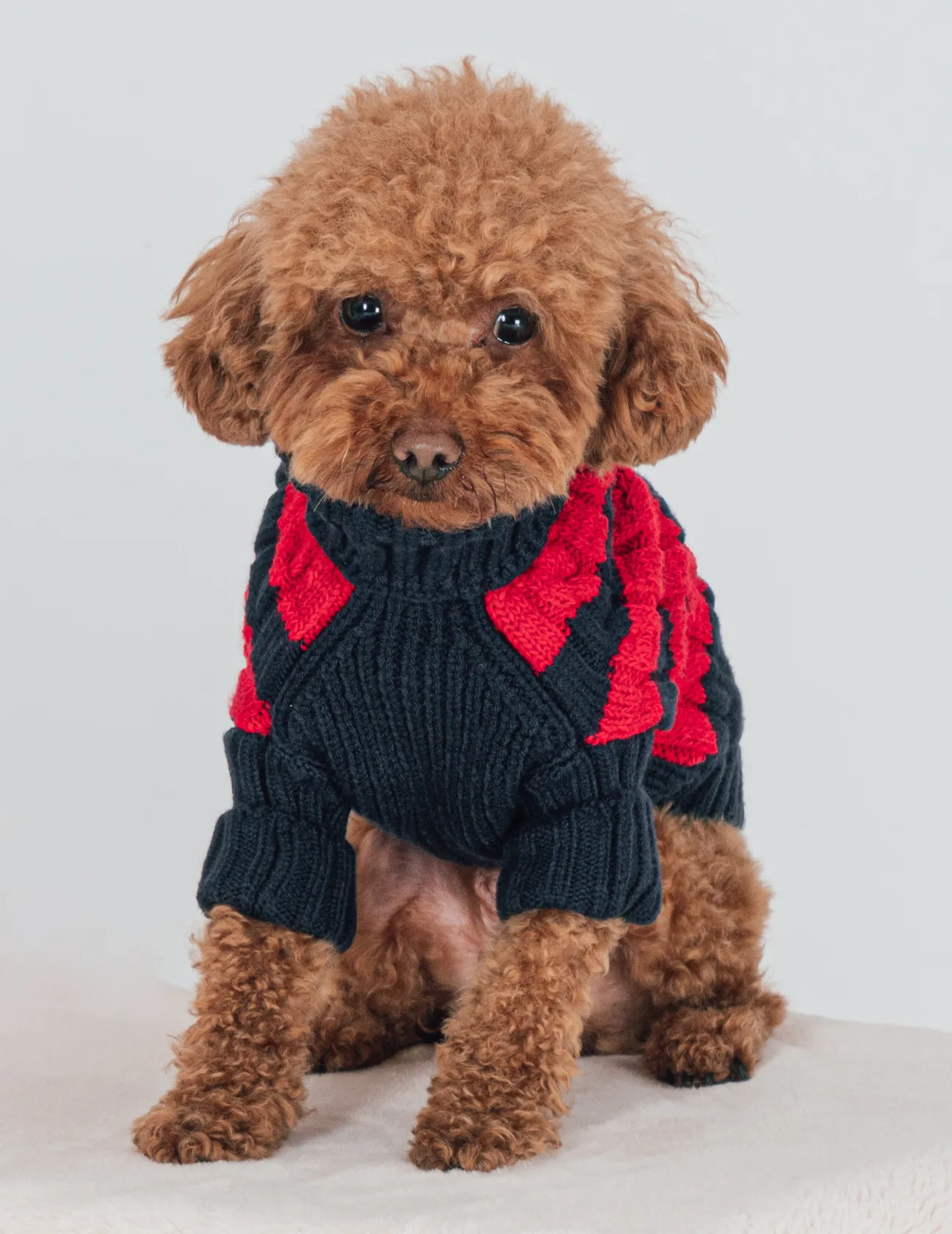 BCBC Speacy Köpek Kazak