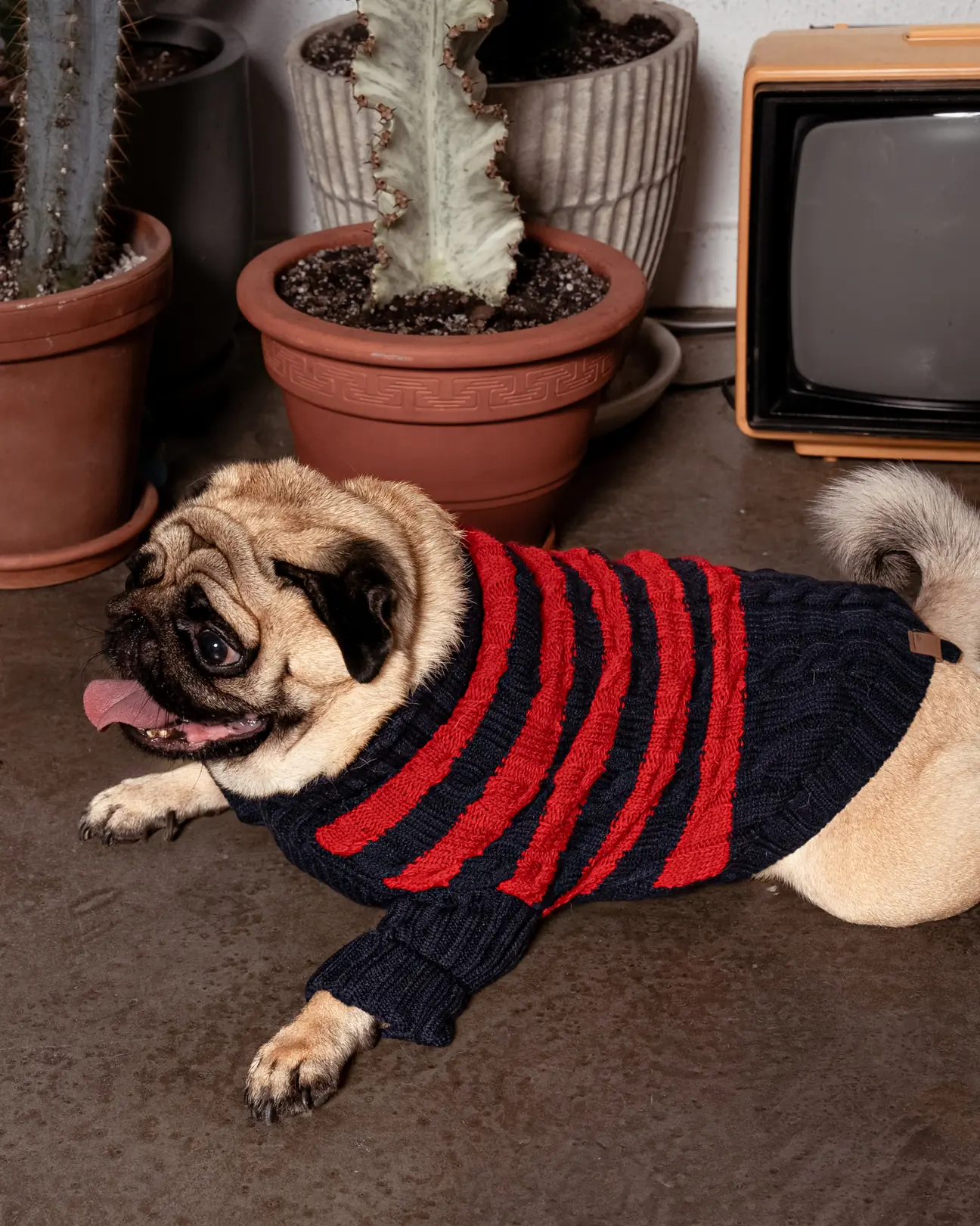 BCBC Speacy Köpek Kazak