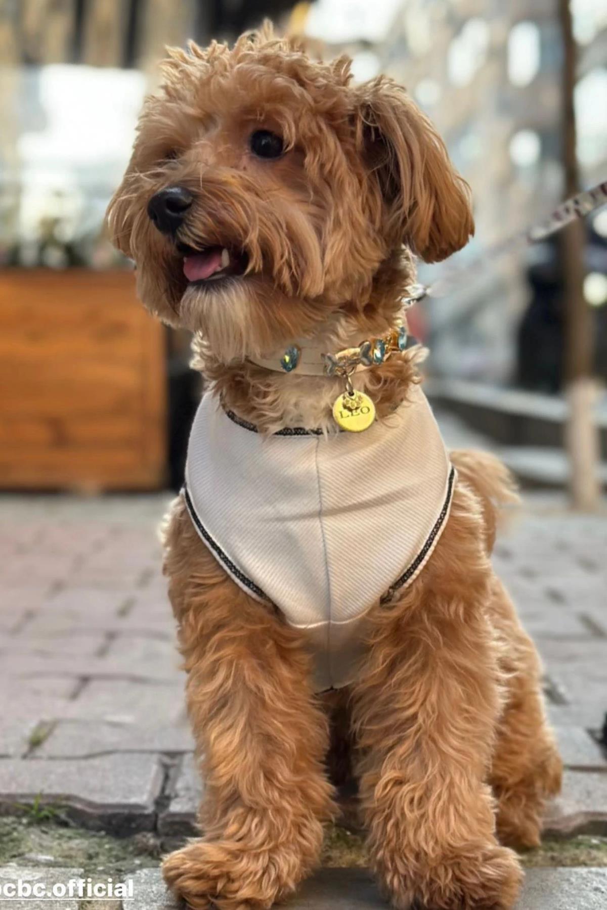 BCBC Star Köpek T-Shirt