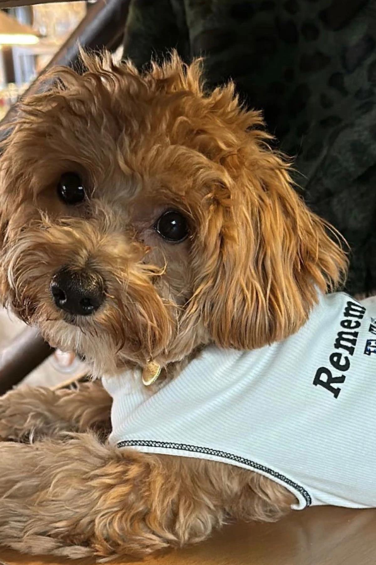 BCBC Star Köpek T-Shirt