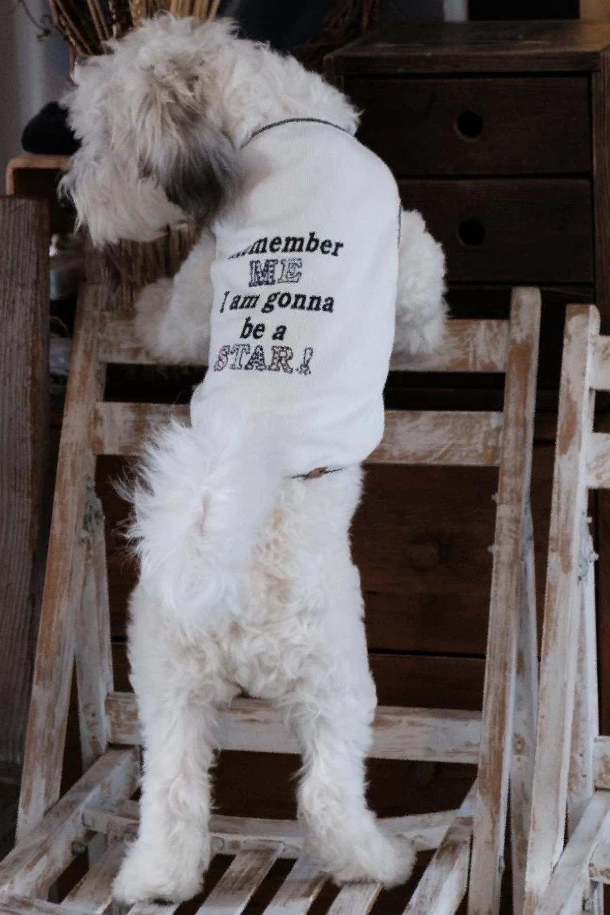 BCBC Star Köpek T-Shirt