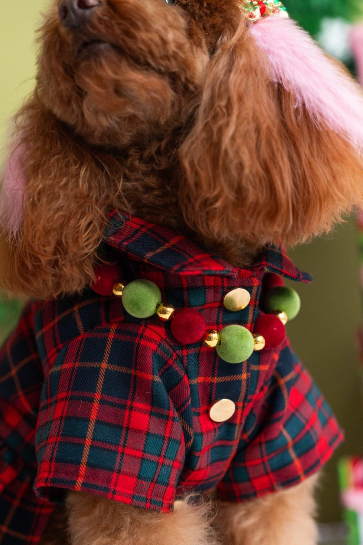 Lolidogs Köpek Kolyesi Xmas Velvet