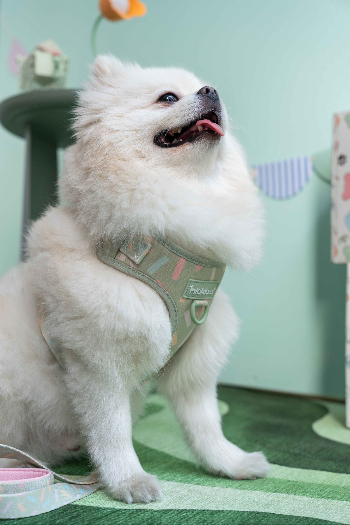  Lolidogs Köpek Göğüs Tasması ve Kayış Seti | Sprinkle