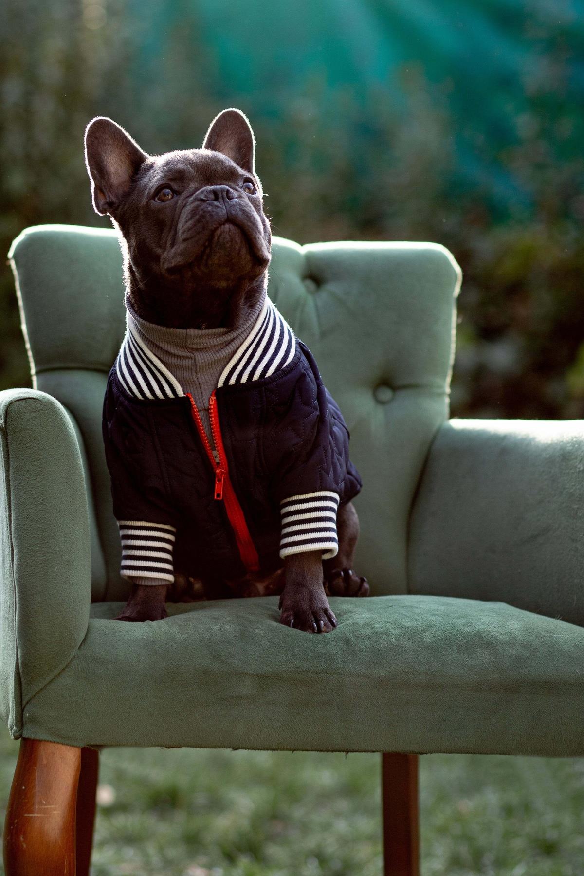 Bomber Jacket | Star