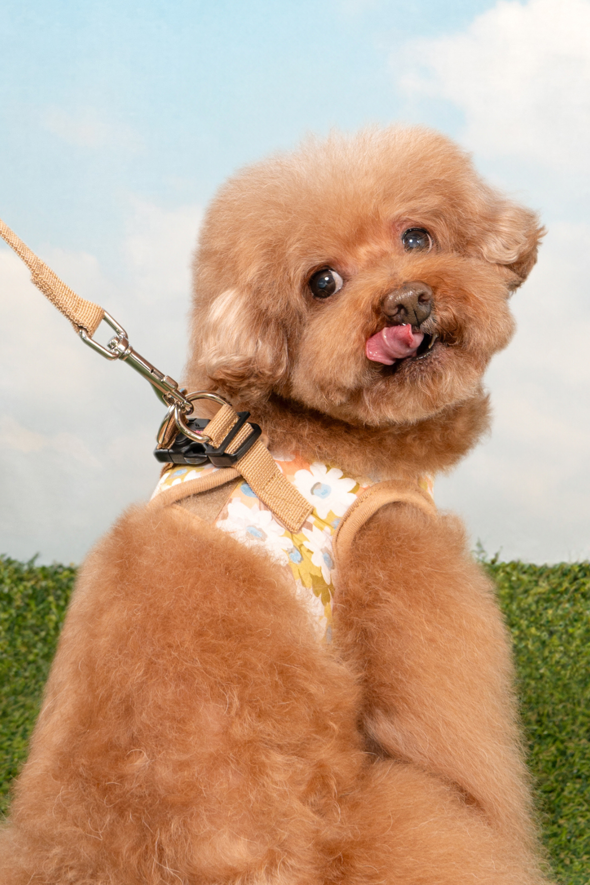 Pinkaholic New York Lilibeth Yelek Köpek Göğüs Tasması Bej