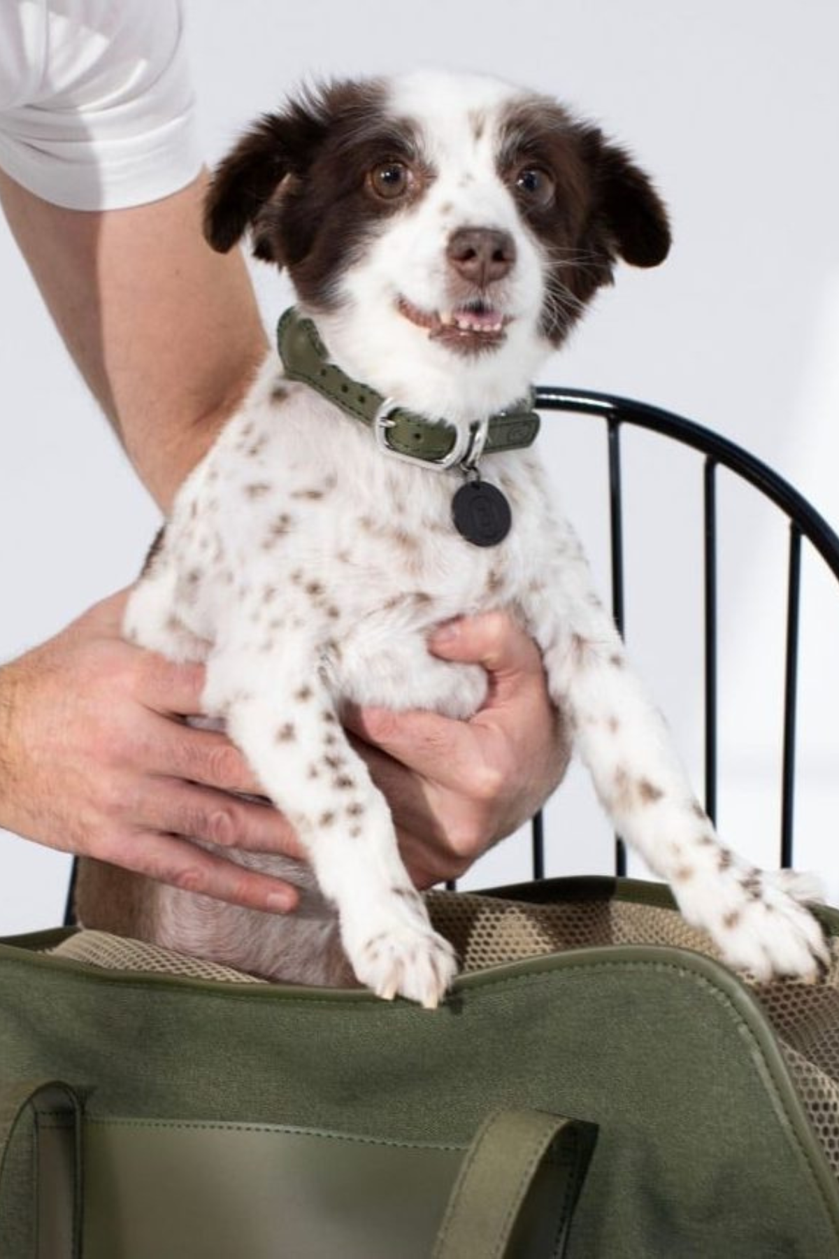 Zoe Pet Atelier Loop Köpek Boyun Tasması Haki Yeşil