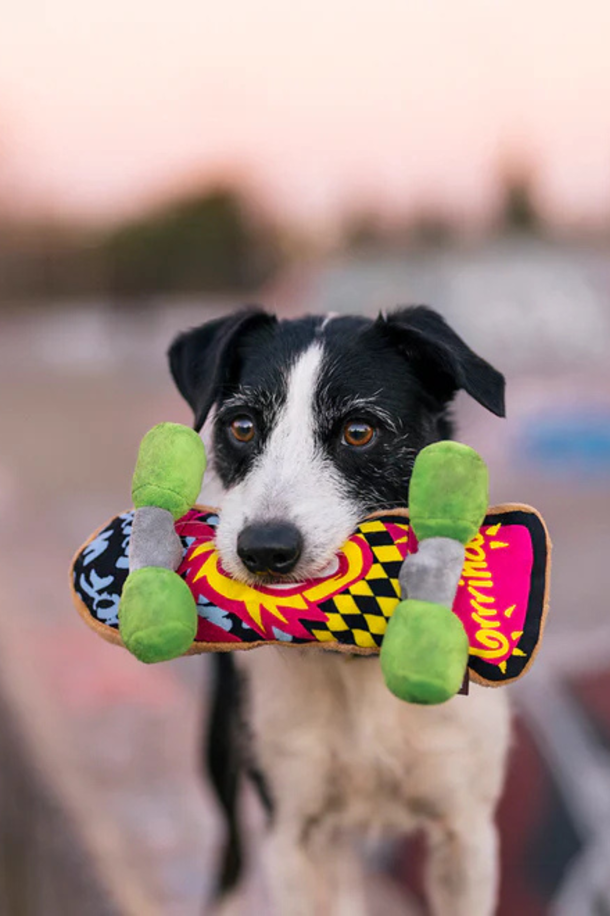 Play San Francisco Skateboard Köpek Oyuncağı 