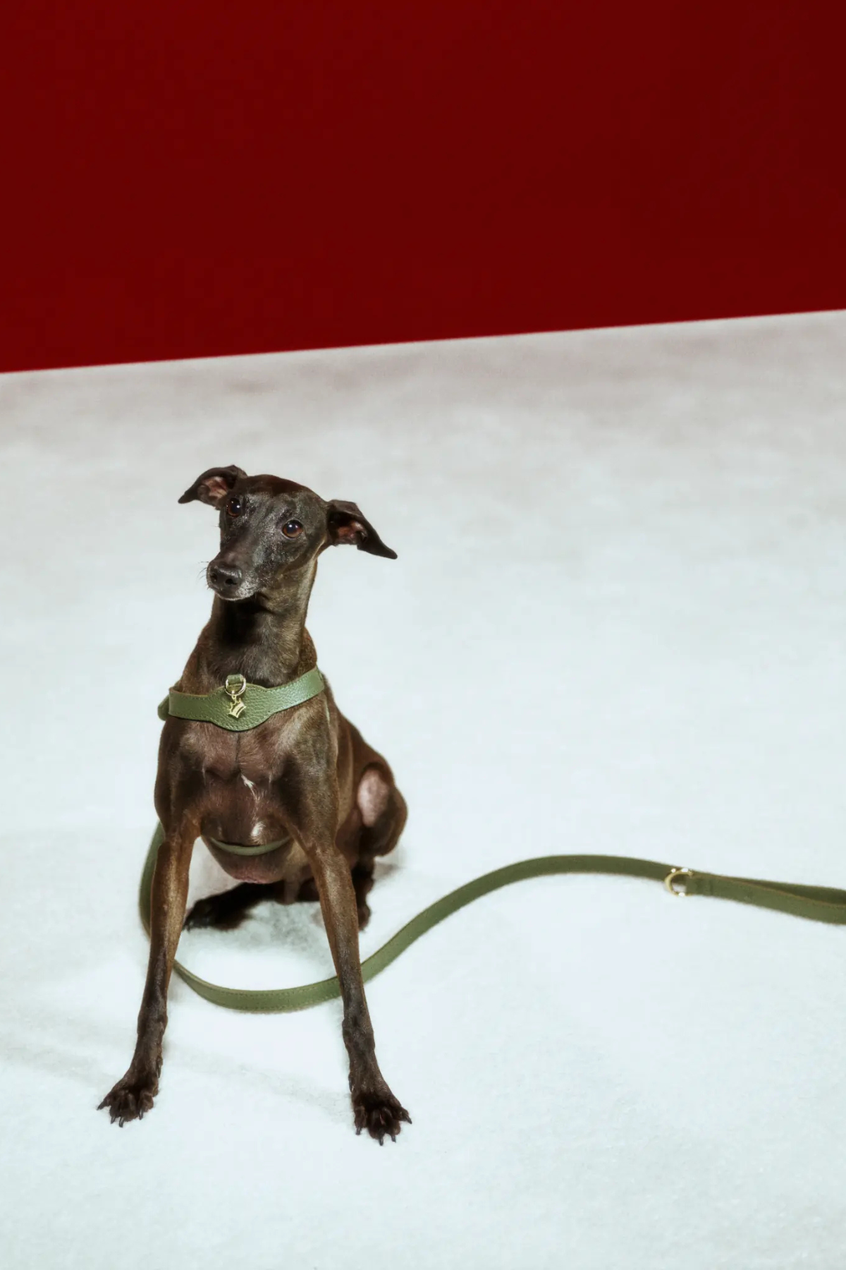 Lupinus Atelier Royale Viridis Köpek Göğüs Tasması