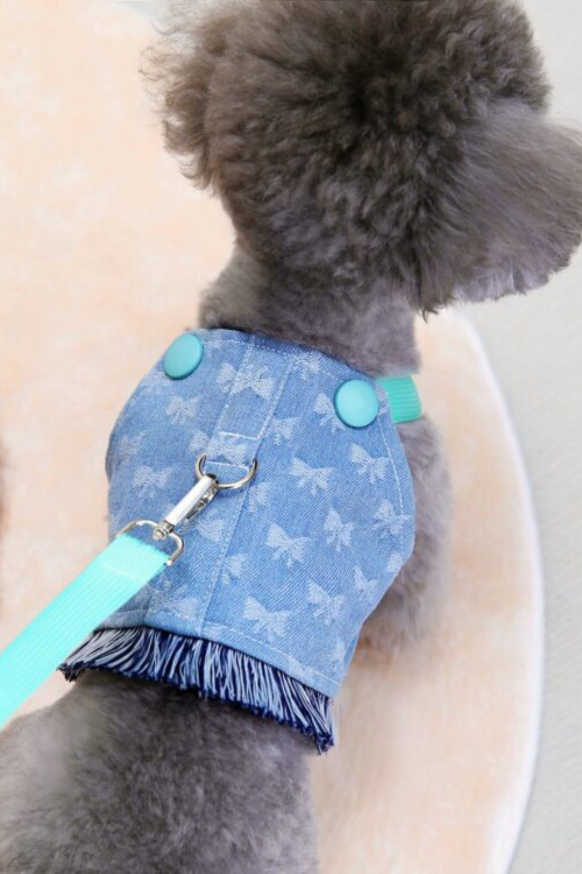 DolcePets kot turkuaz detaylı tasma