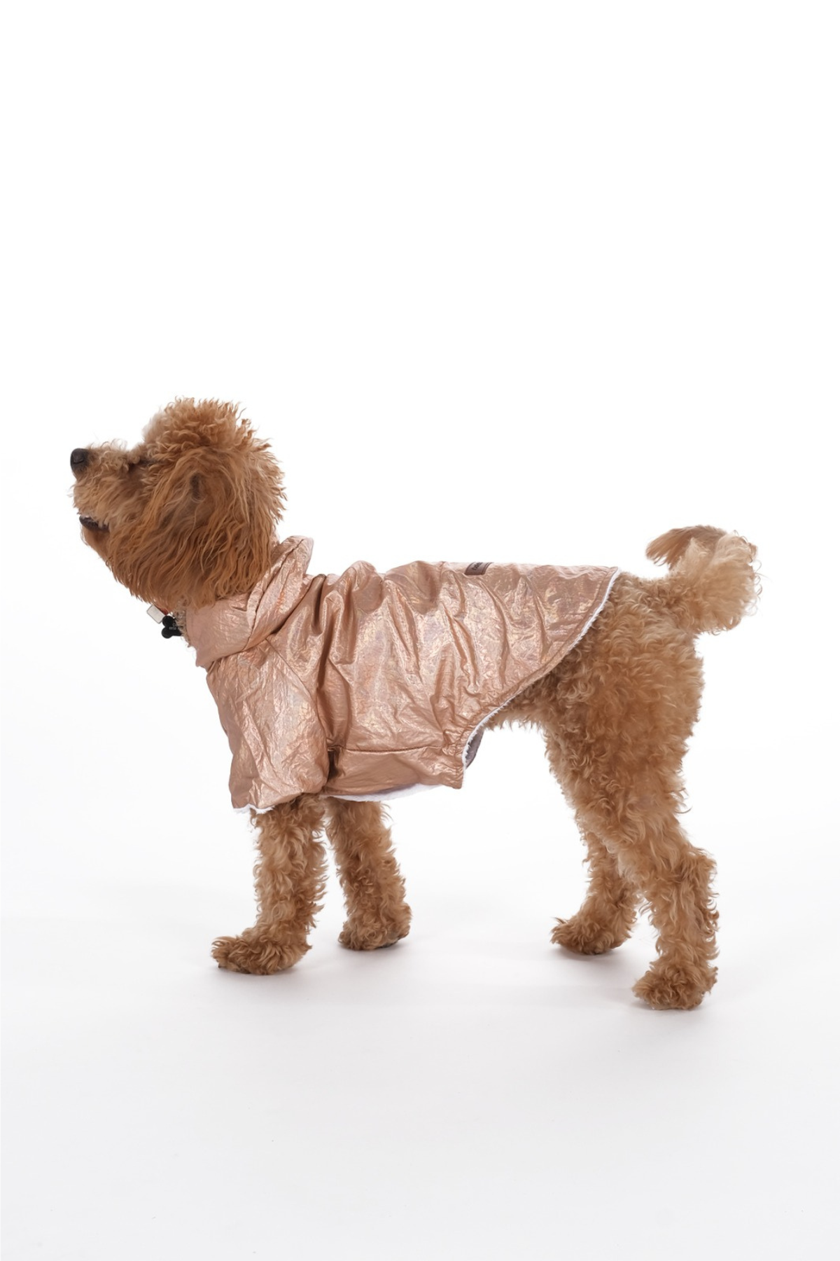 Doredog parlak altın içi peluş rüzgarlık