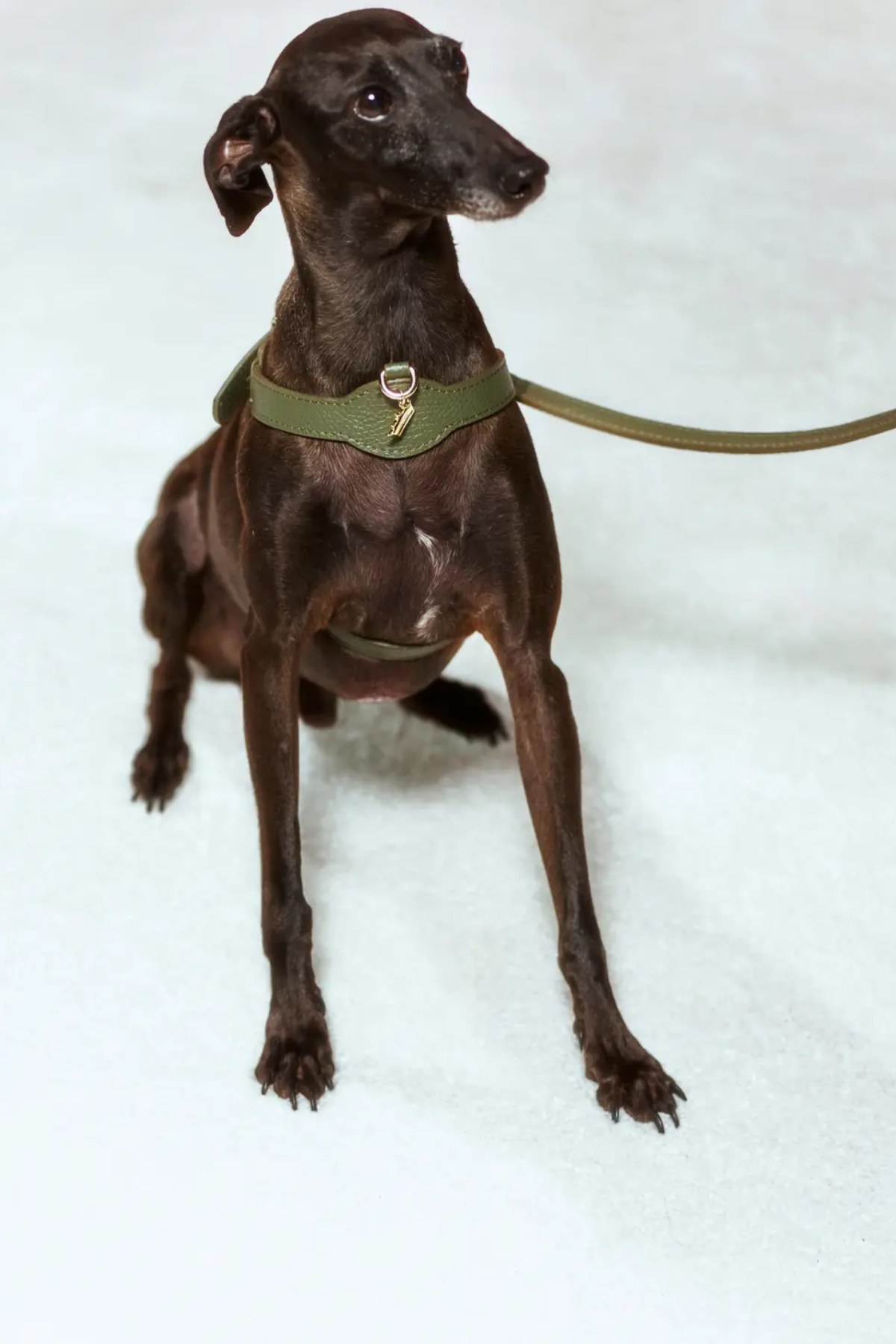 Lupinus Atelier Royale Viridis Köpek Göğüs Tasması