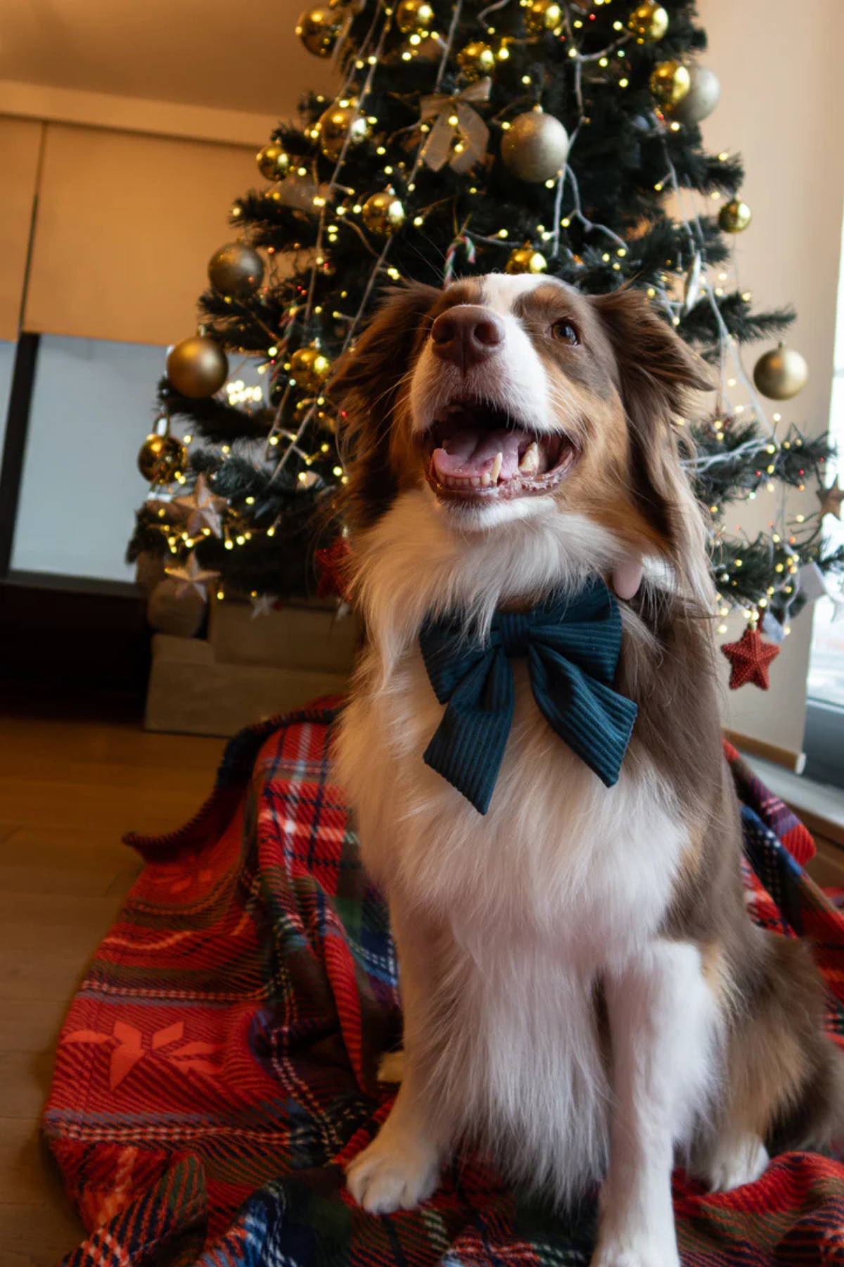 Asky And Erd Ribbon Bow Midnight Pine