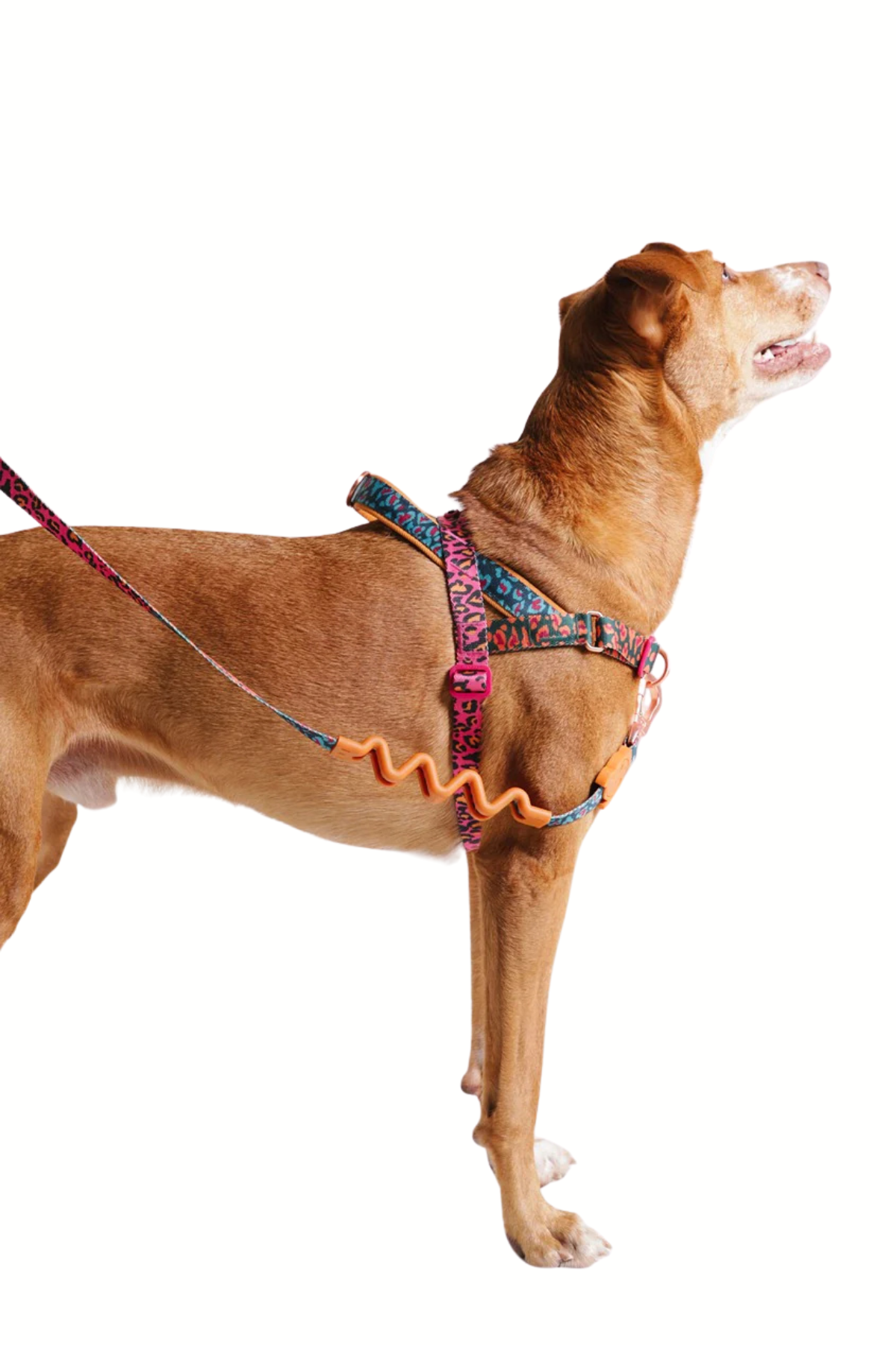 Zee.Dog Selva Softer Walk Köpek Göğüs Tasması - FARM Rio