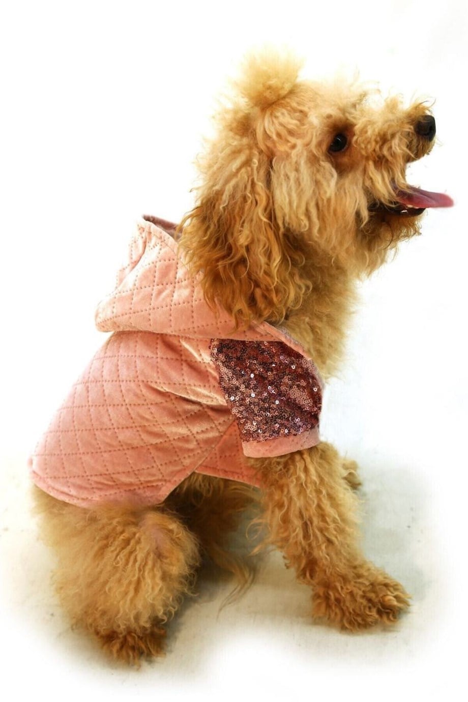 Chili Pullu Köpek Sweatshirt