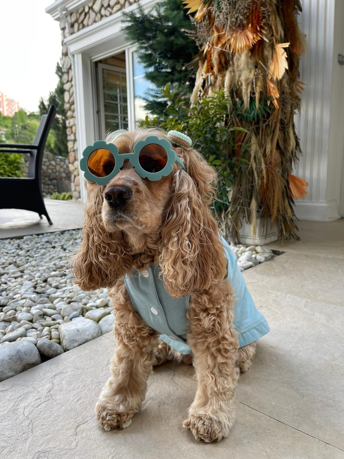 Flower Shaped Dog Sunglasses Blue