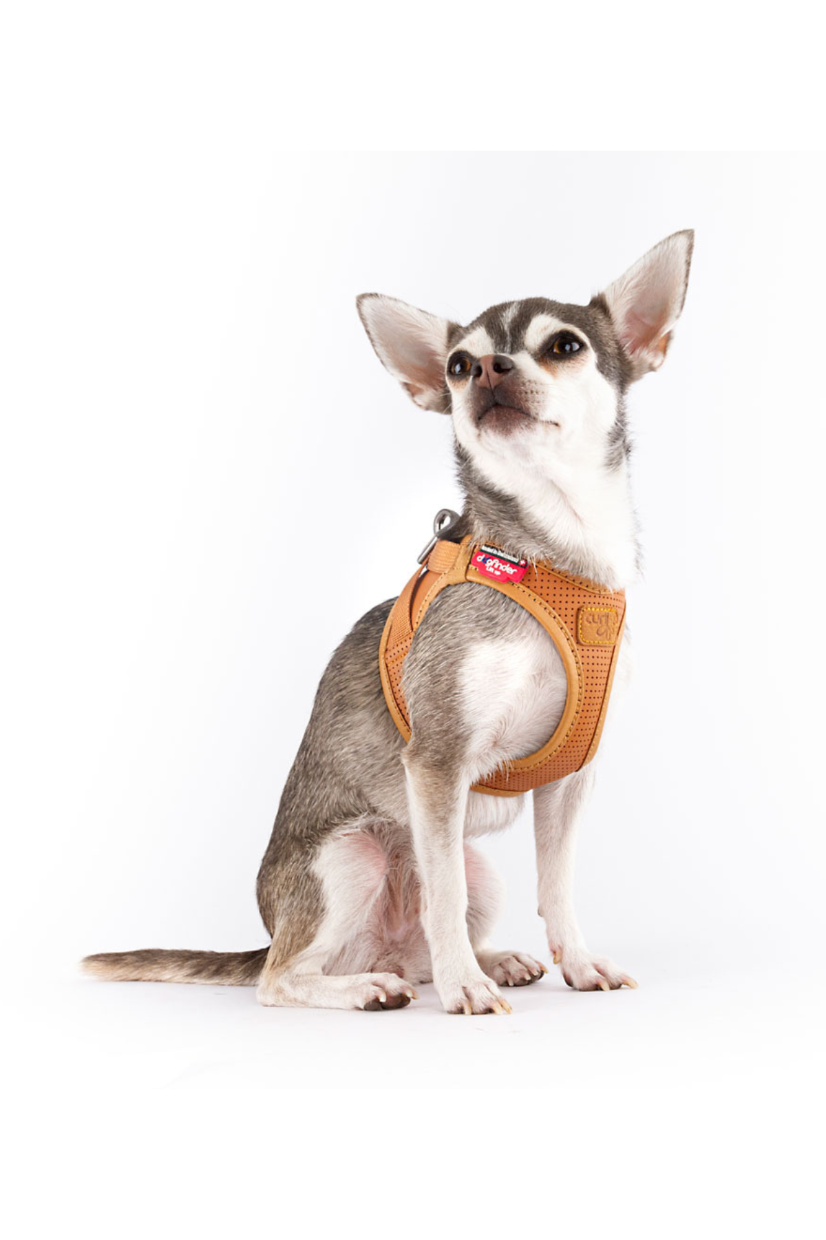 CURLI APPLE LEATHER HARNESS BROWN