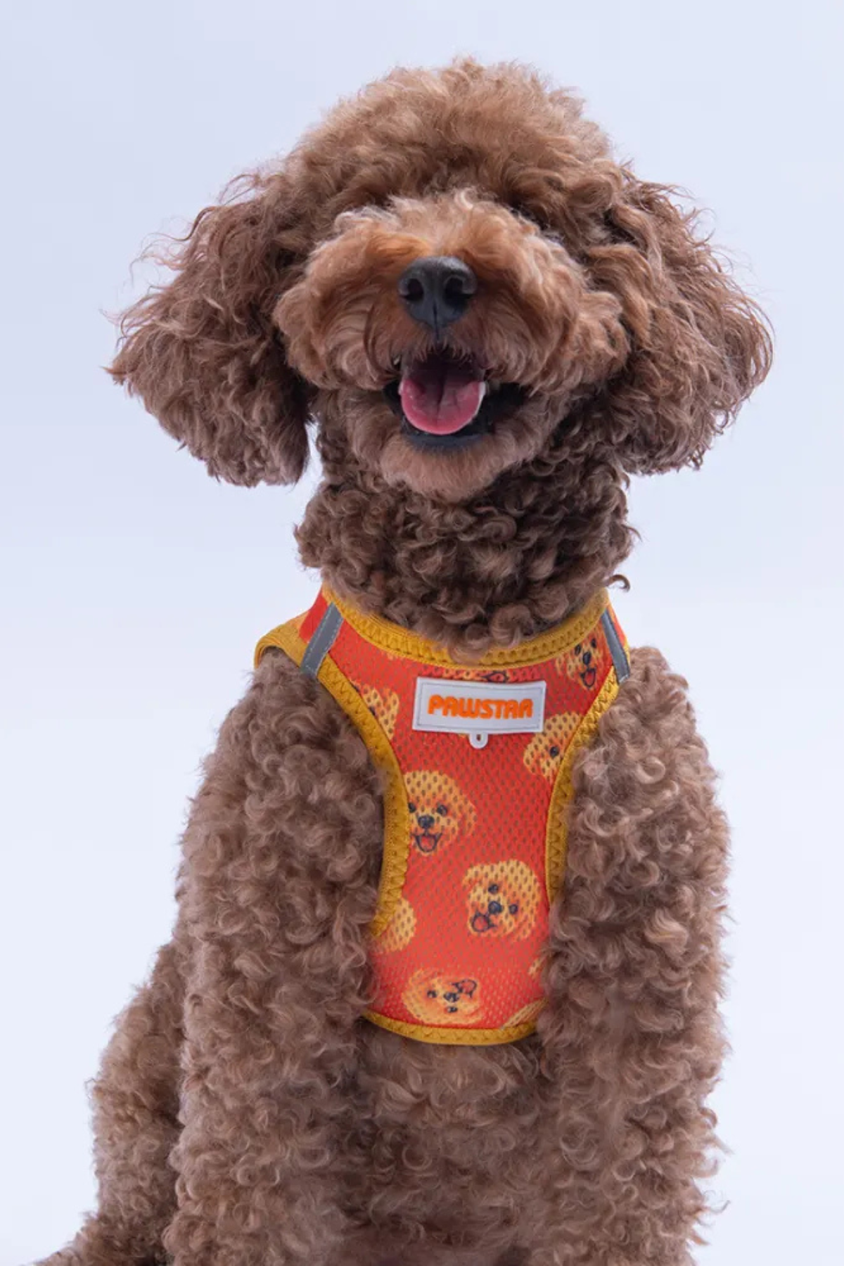 PawStar Poodle Köpek Göğüs Tasması