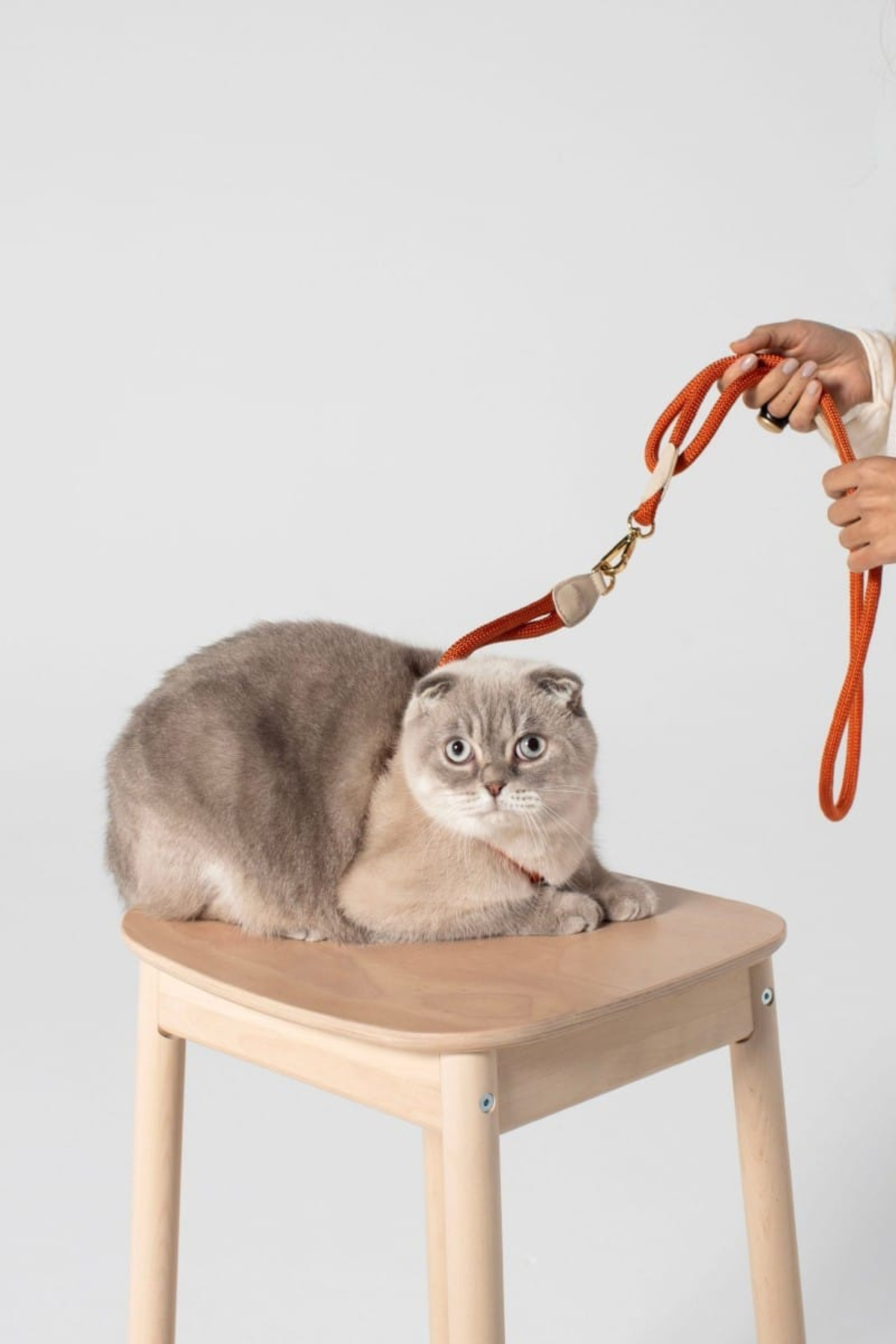 Zoe Pet Atelier Loop Köpek Göğüs Tasması Pas Turuncusu