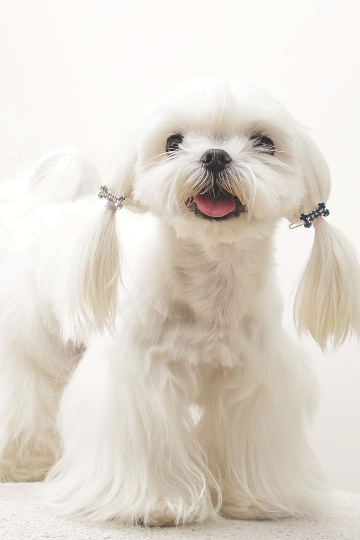 M-PETS GLAM KÖPEKLER İÇİN AKSESUAR TOKA BLUE/WHİTE